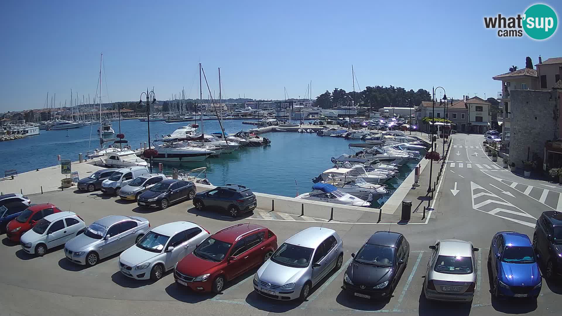 Novigrad | Porporela marina