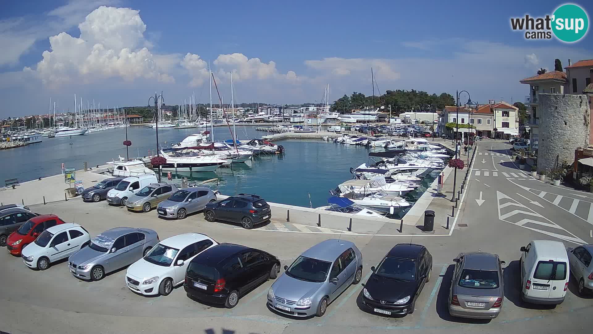 Novigrad | Porporela marina