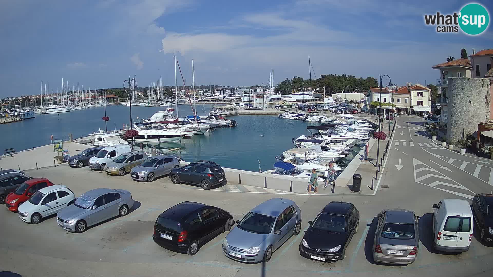 Novigrad | Porporela marina