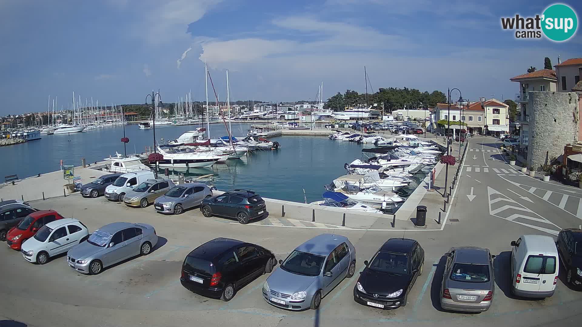 Novigrad | Porporela marina