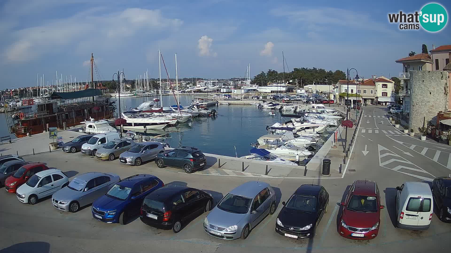 Novigrad | Porporela marina