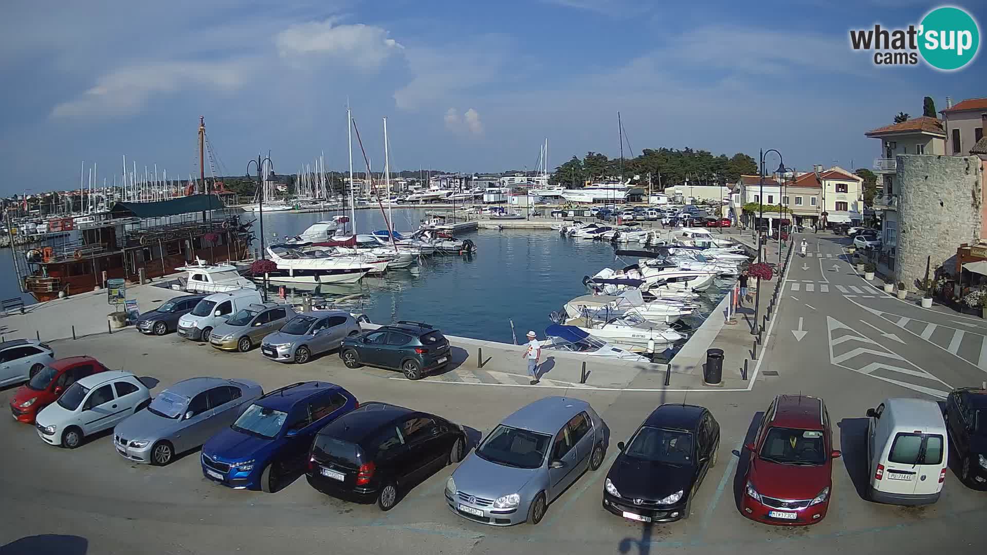 Novigrad | Porporela marina