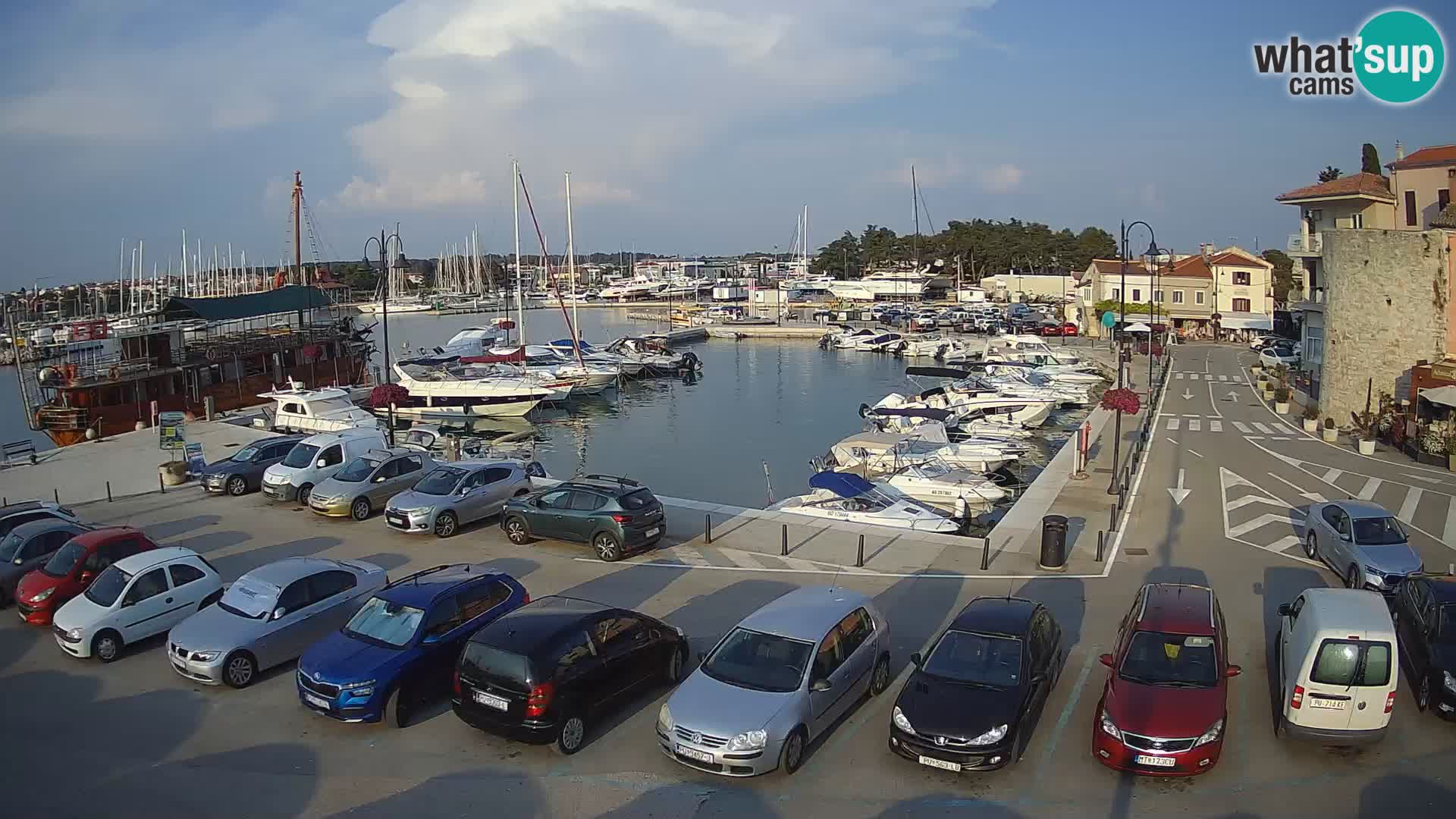 Novigrad | Porporela marina