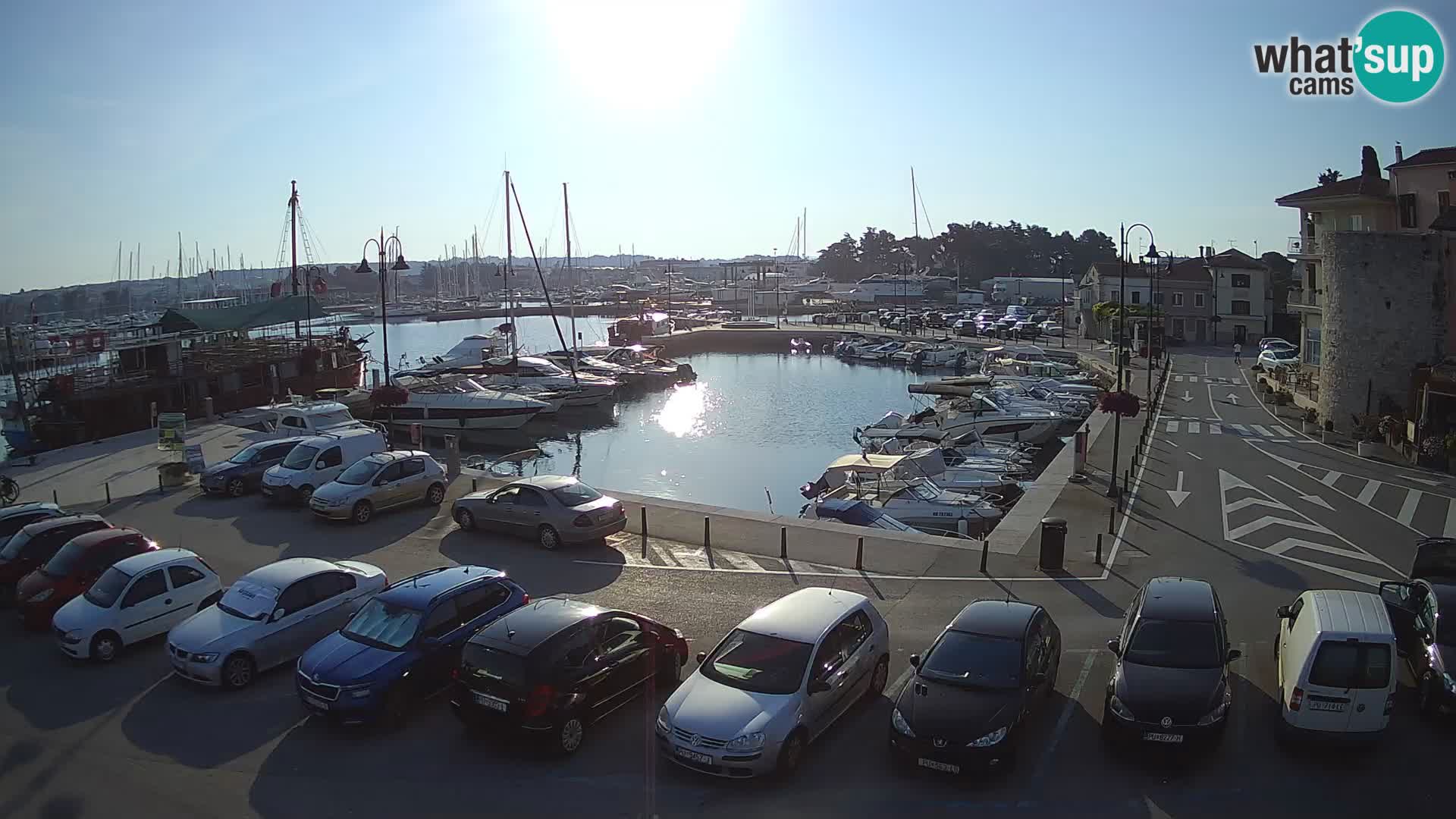 Novigrad | Porporela marina