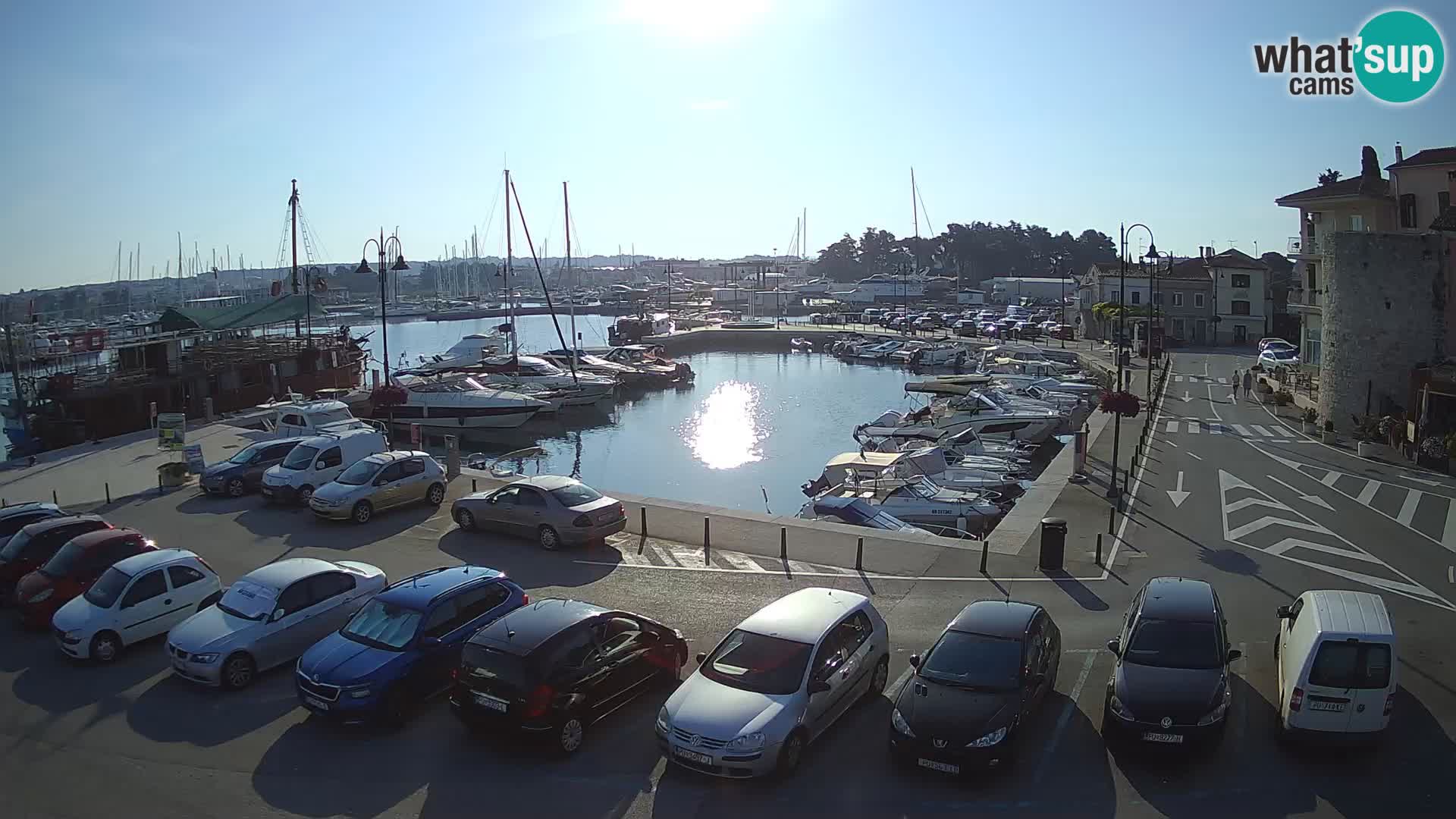 Novigrad | Porporela marina