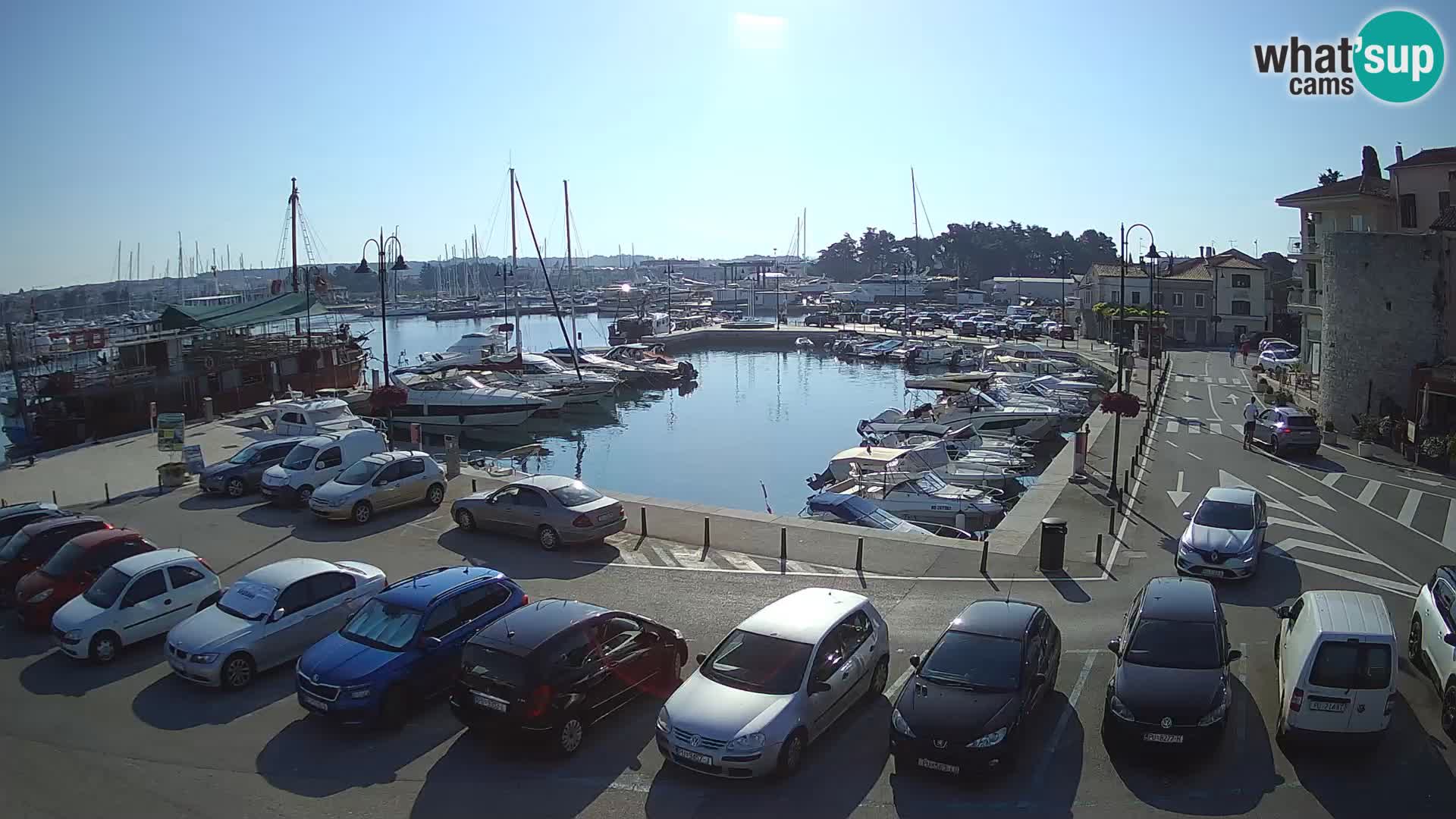 Novigrad | Porporela marina