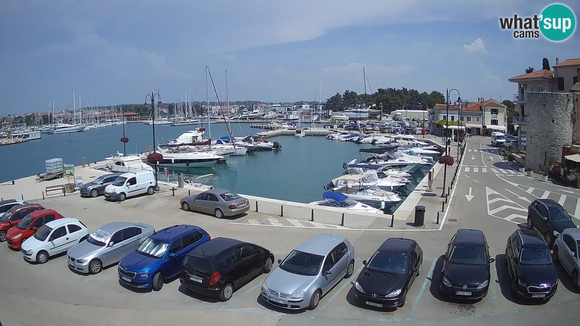 Novigrad | Porporela marina