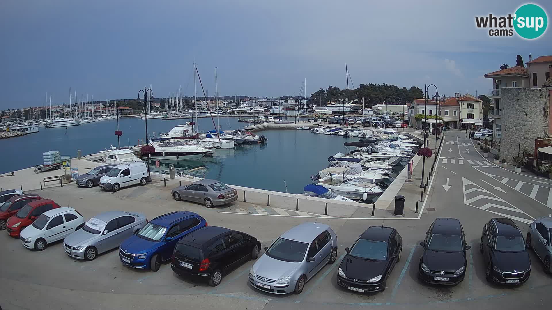 Novigrad | Porporela marina