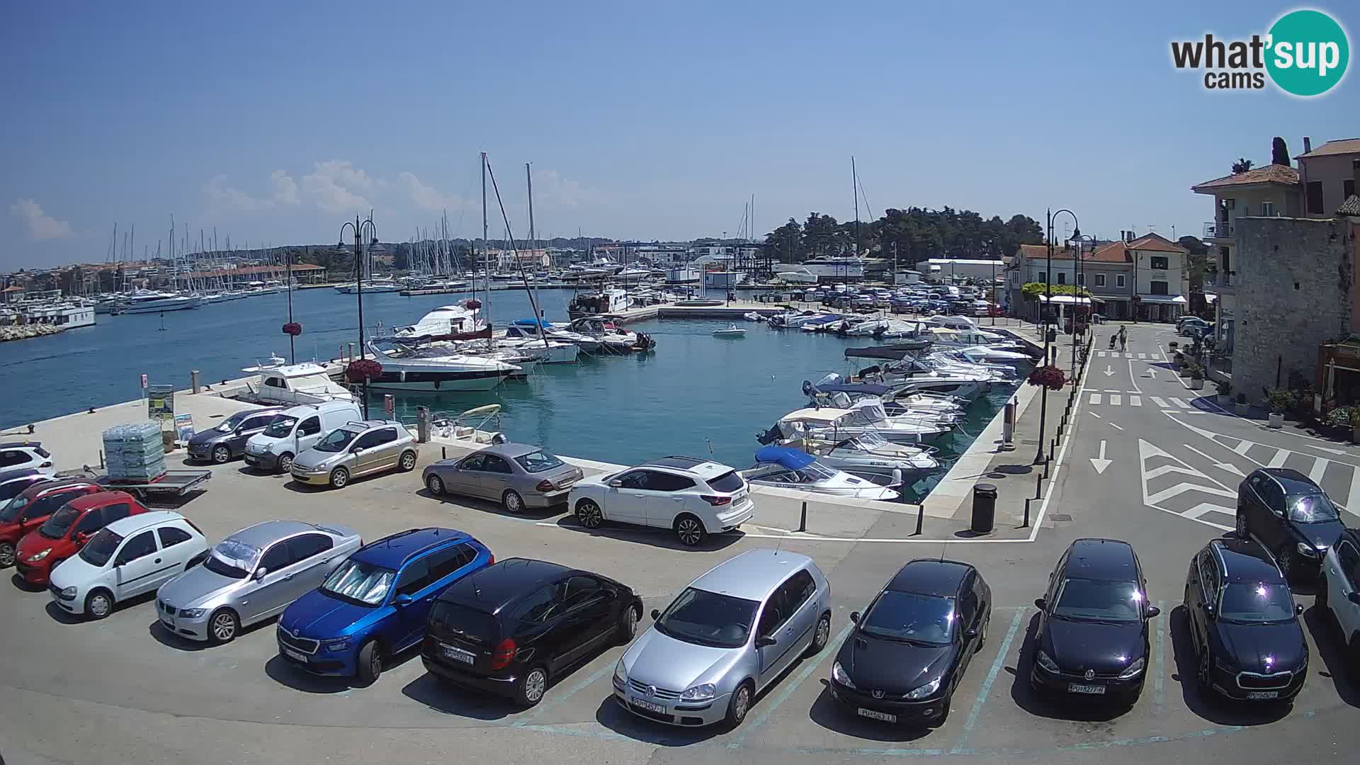 Novigrad | Porporela marina