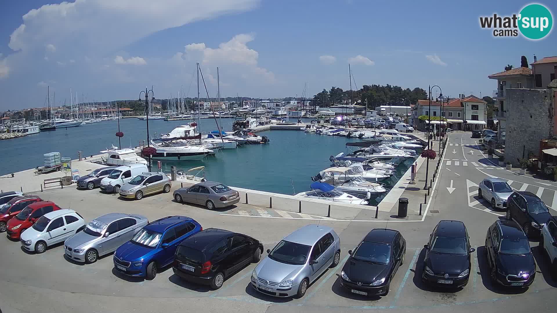 Novigrad | Porporela marina