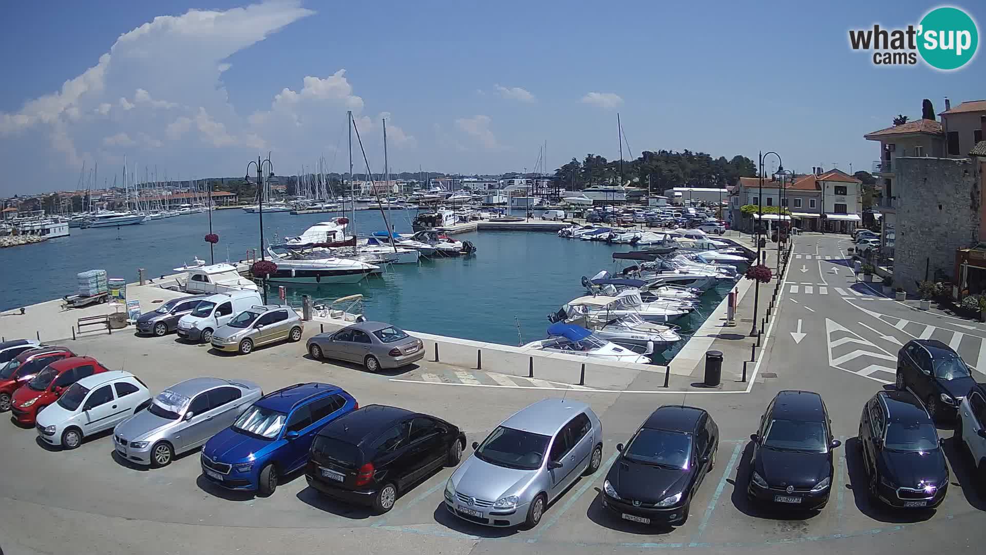 Novigrad | Porporela marina