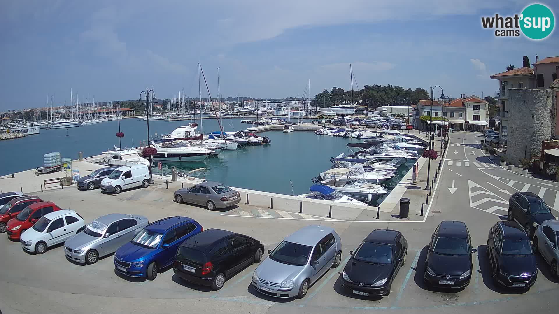 Novigrad | Porporela marina