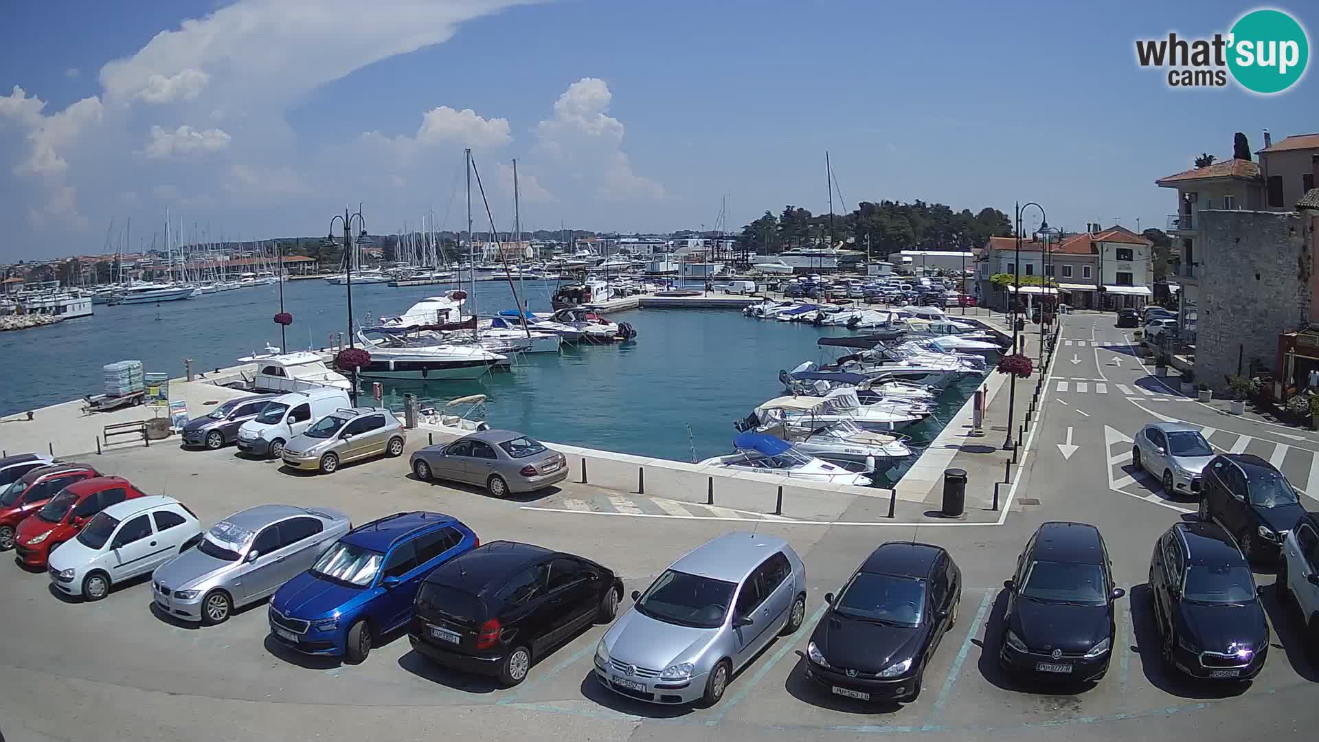 Novigrad | Porporela marina