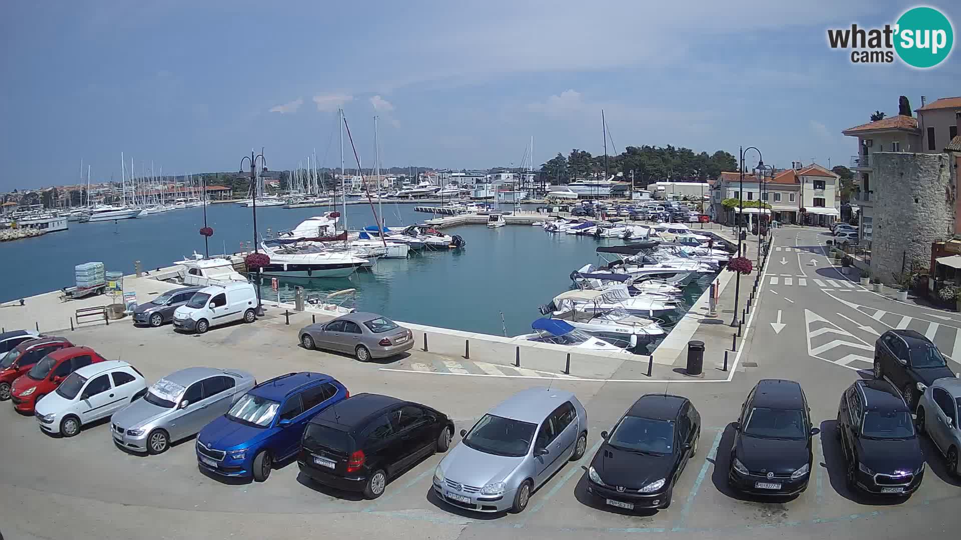 Novigrad | Porporela marina