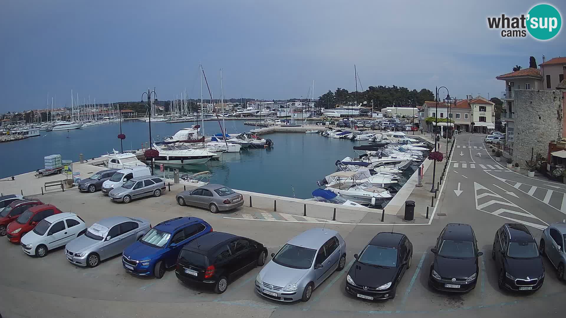 Novigrad | Porporela marina