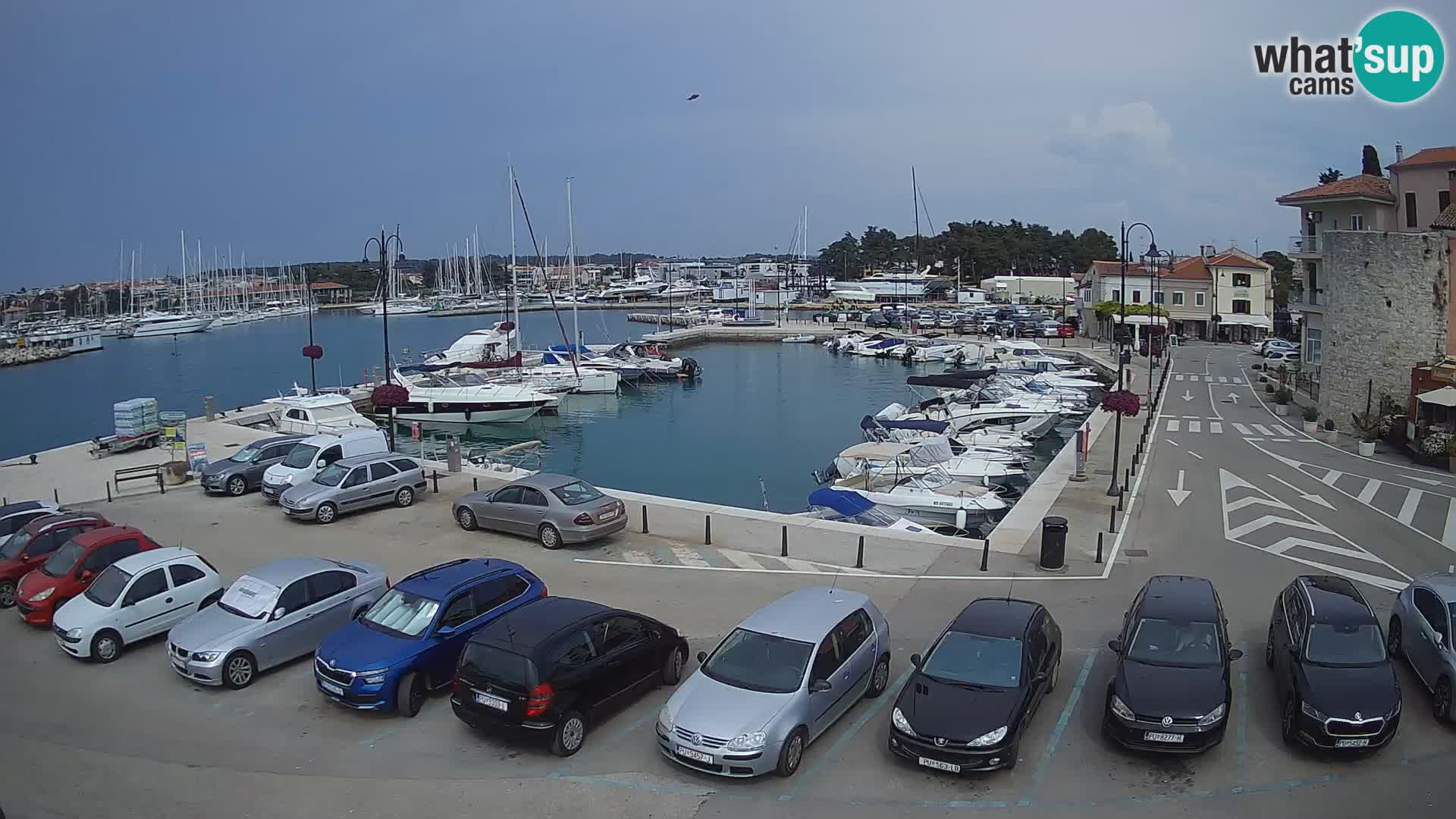 Novigrad | Porporela marina