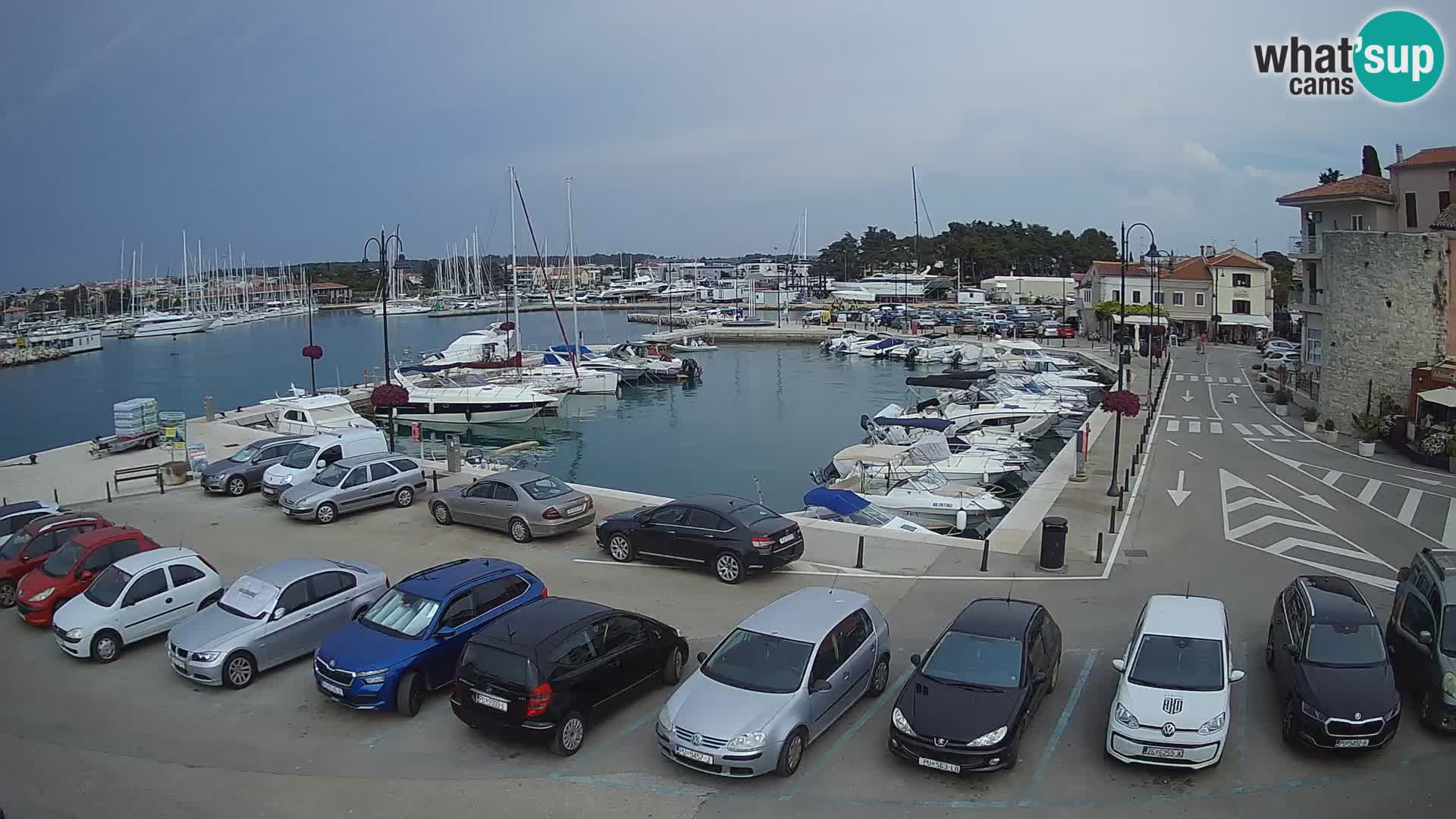 Novigrad | Porporela marina