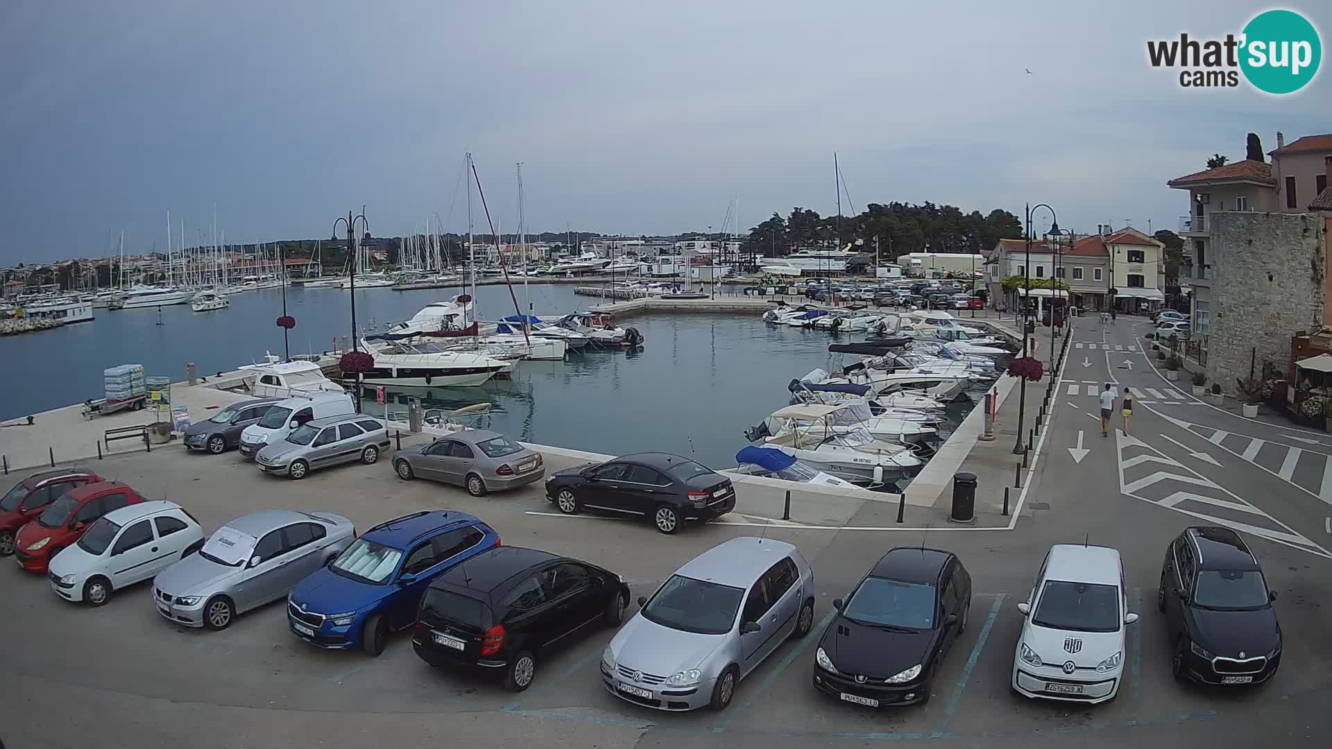 Novigrad | Porporela marina