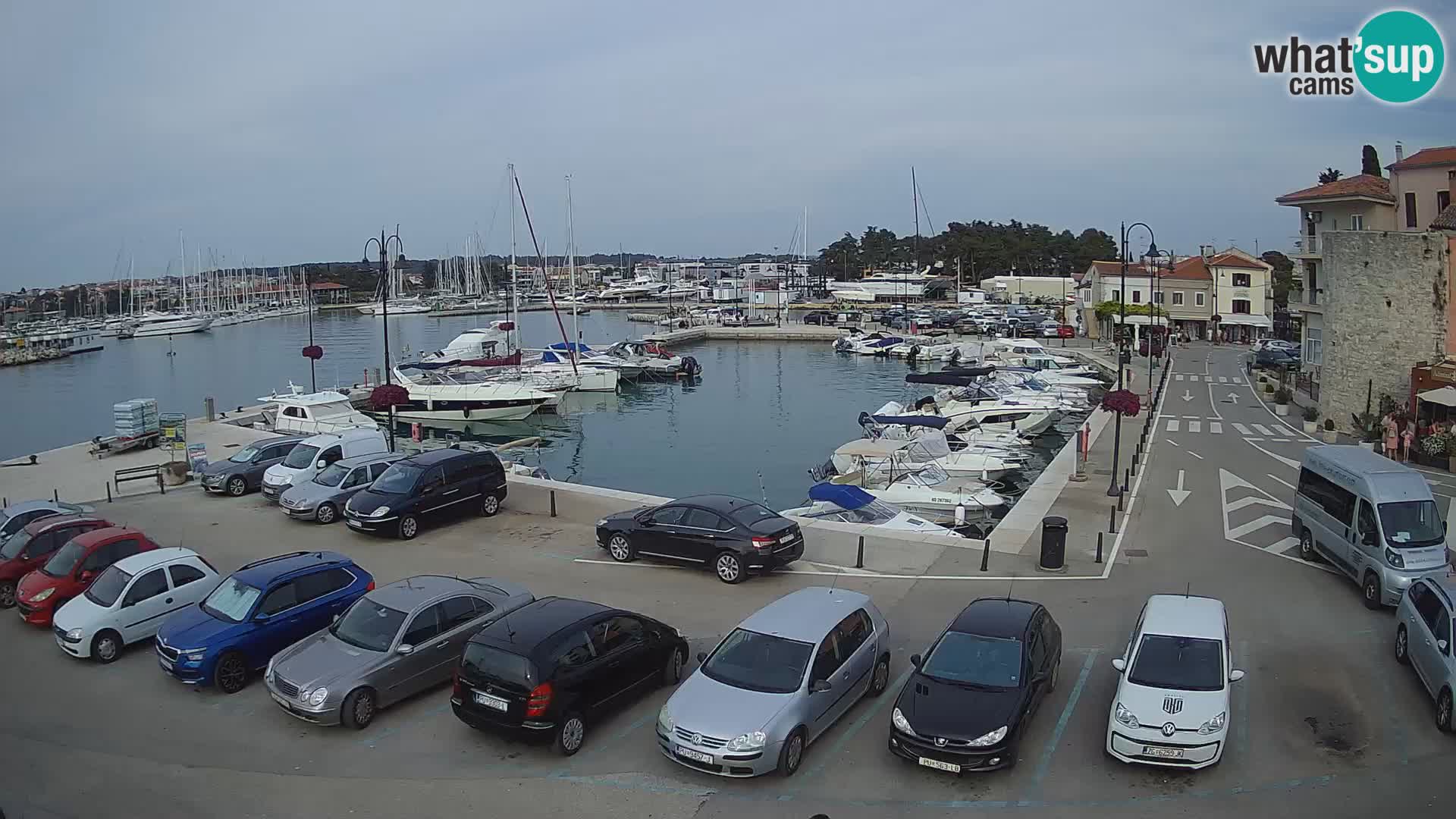 Novigrad | Porporela marina