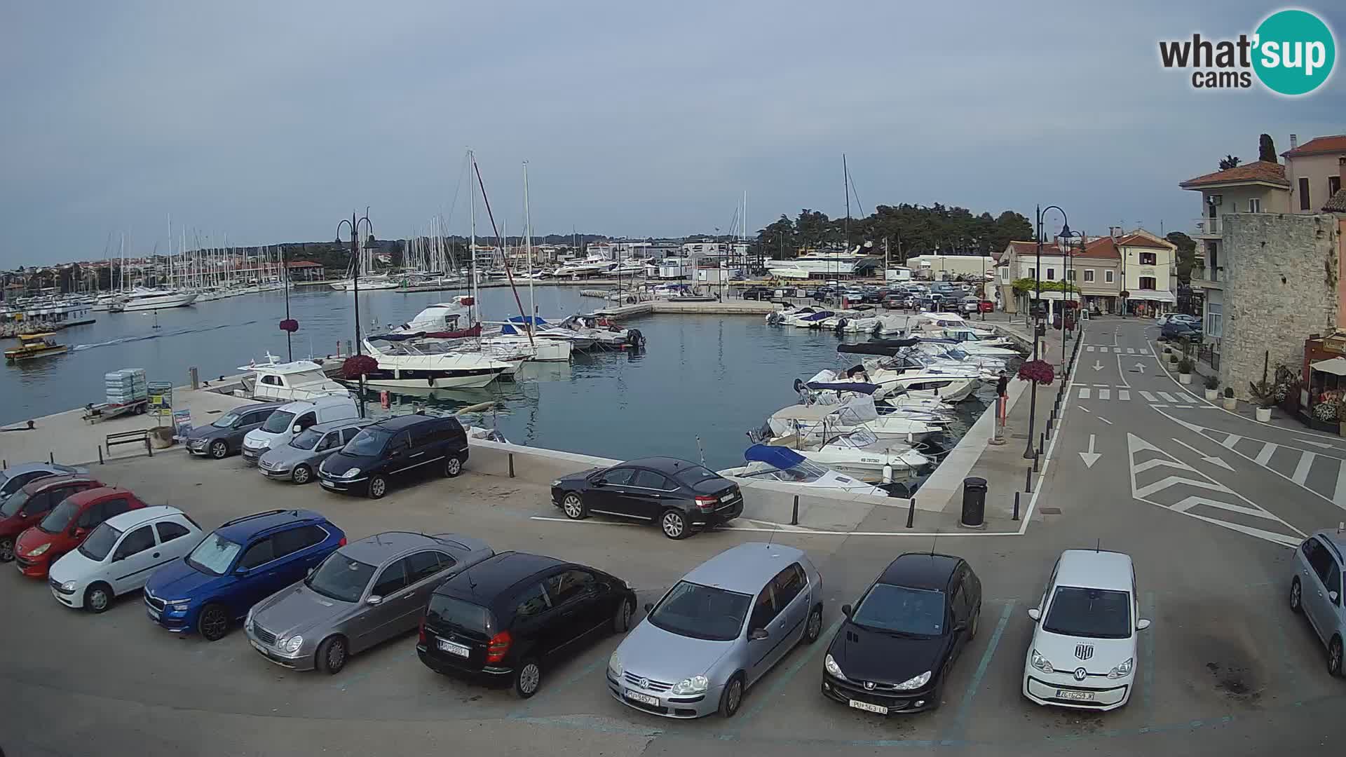 Novigrad | Porporela marina
