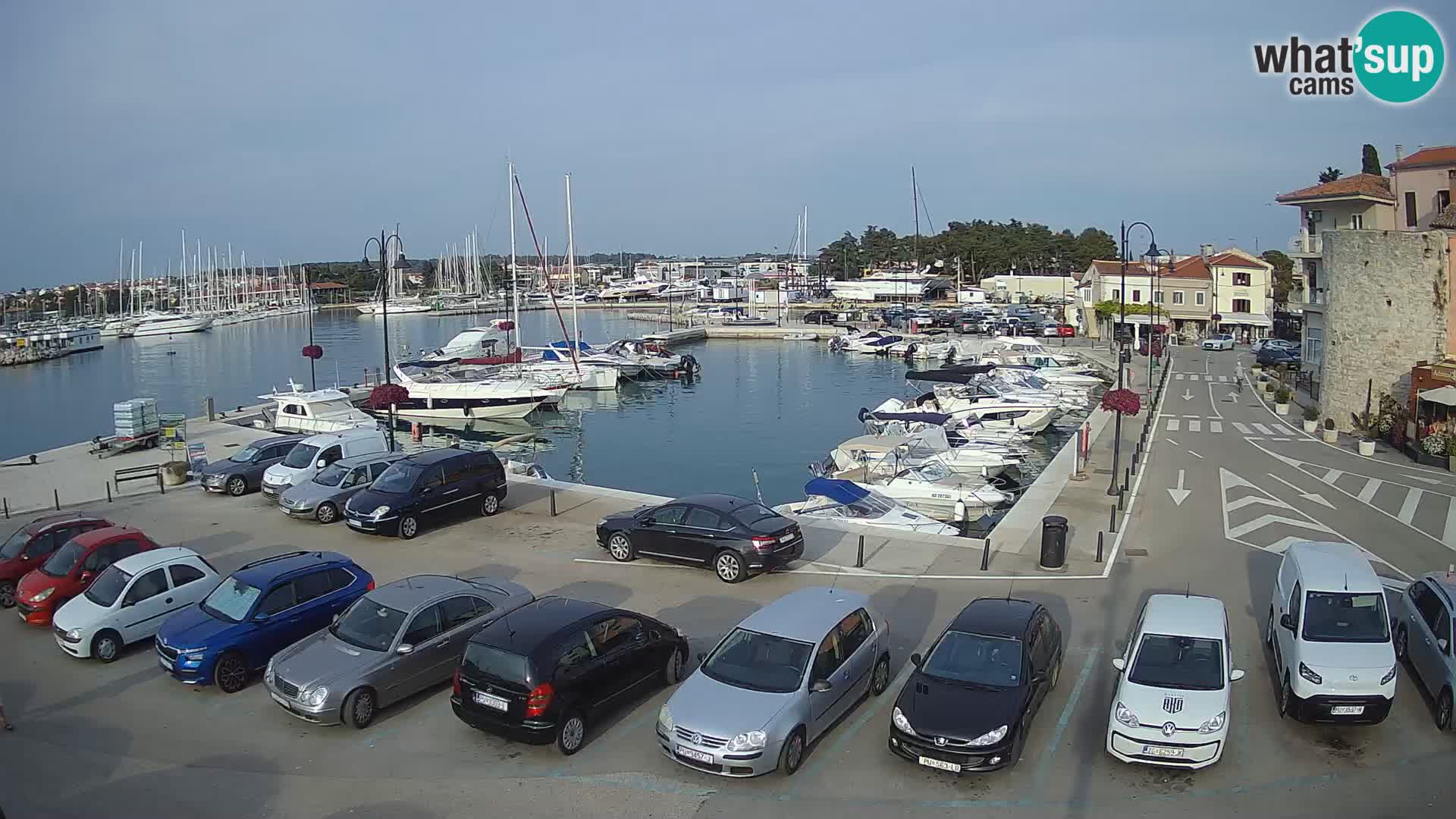 Novigrad | Porporela marina