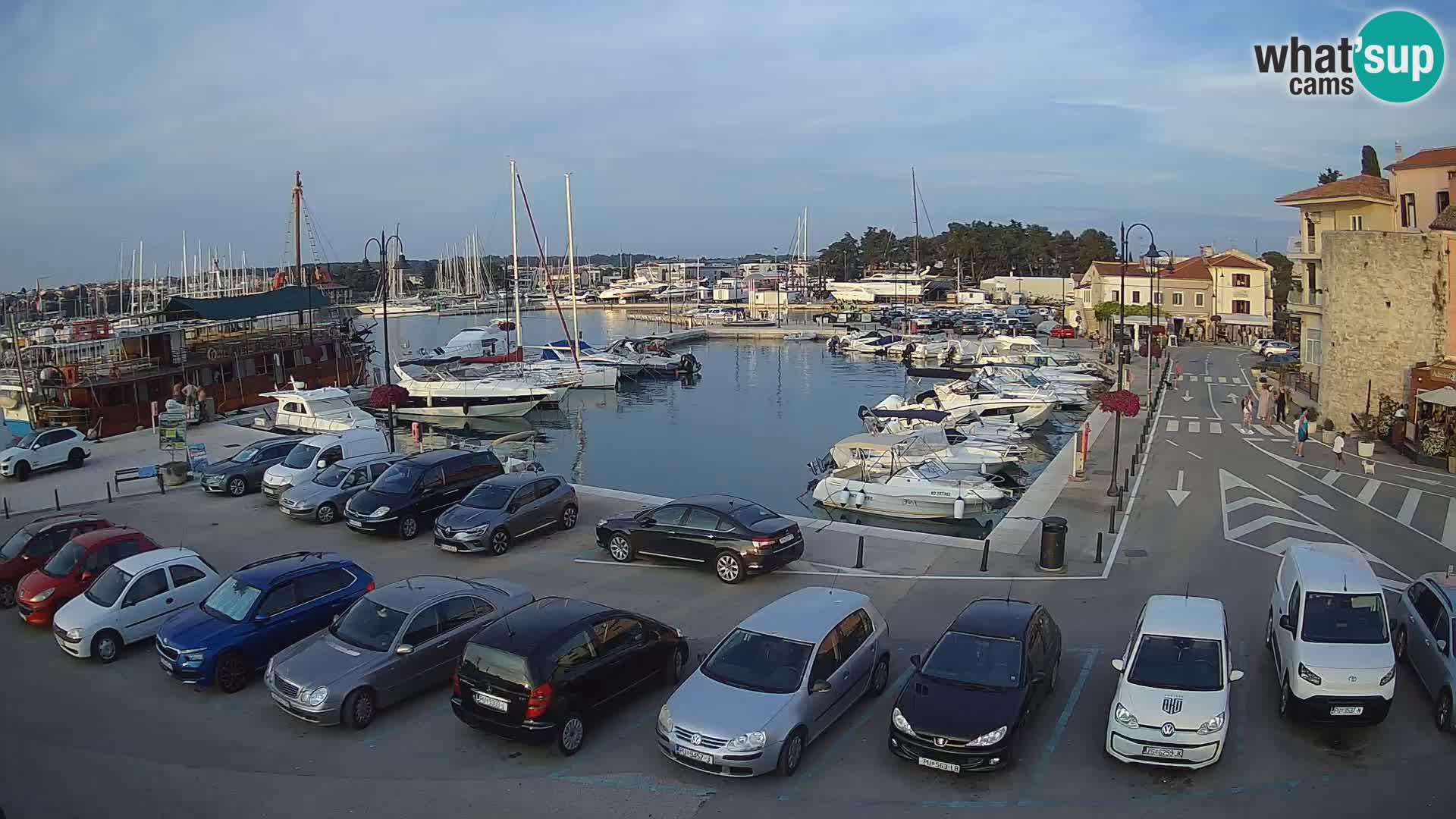 Novigrad | Porporela marina