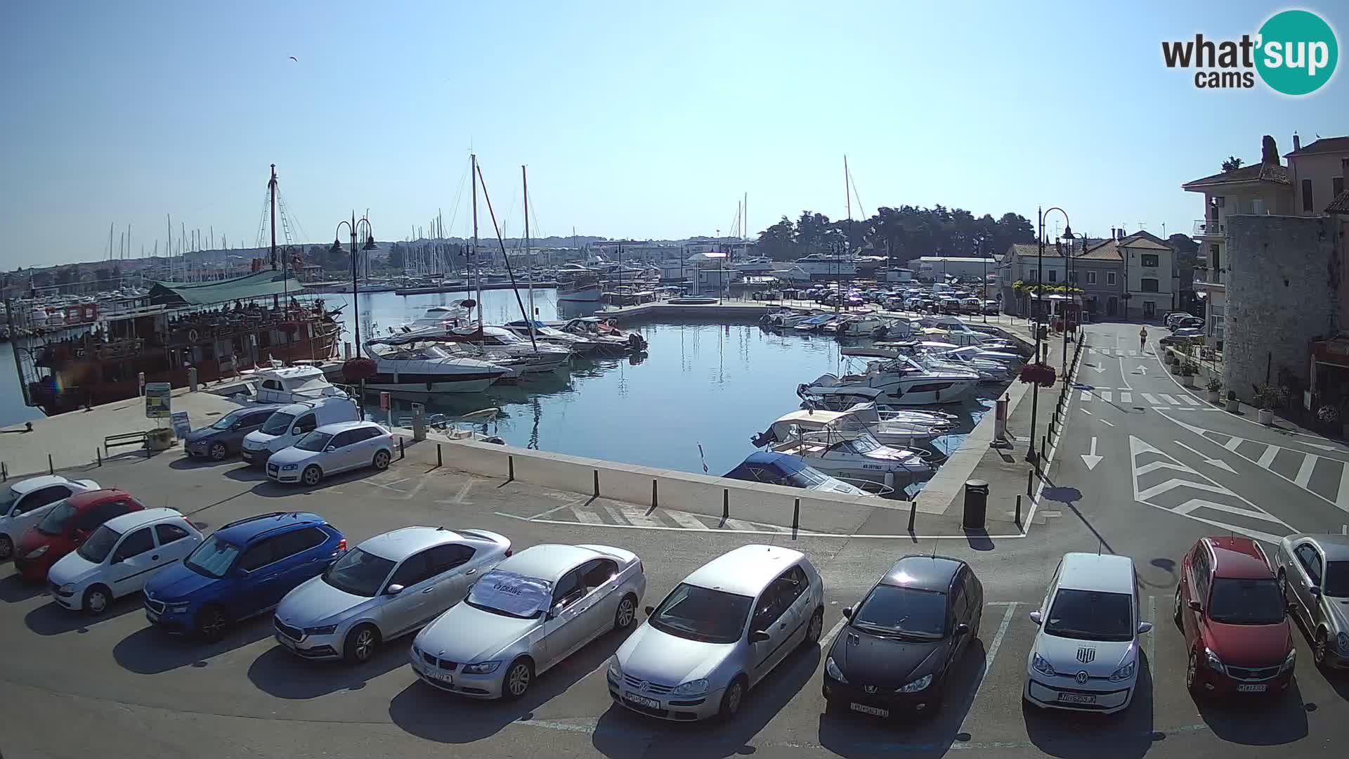 Novigrad | Porporela marina