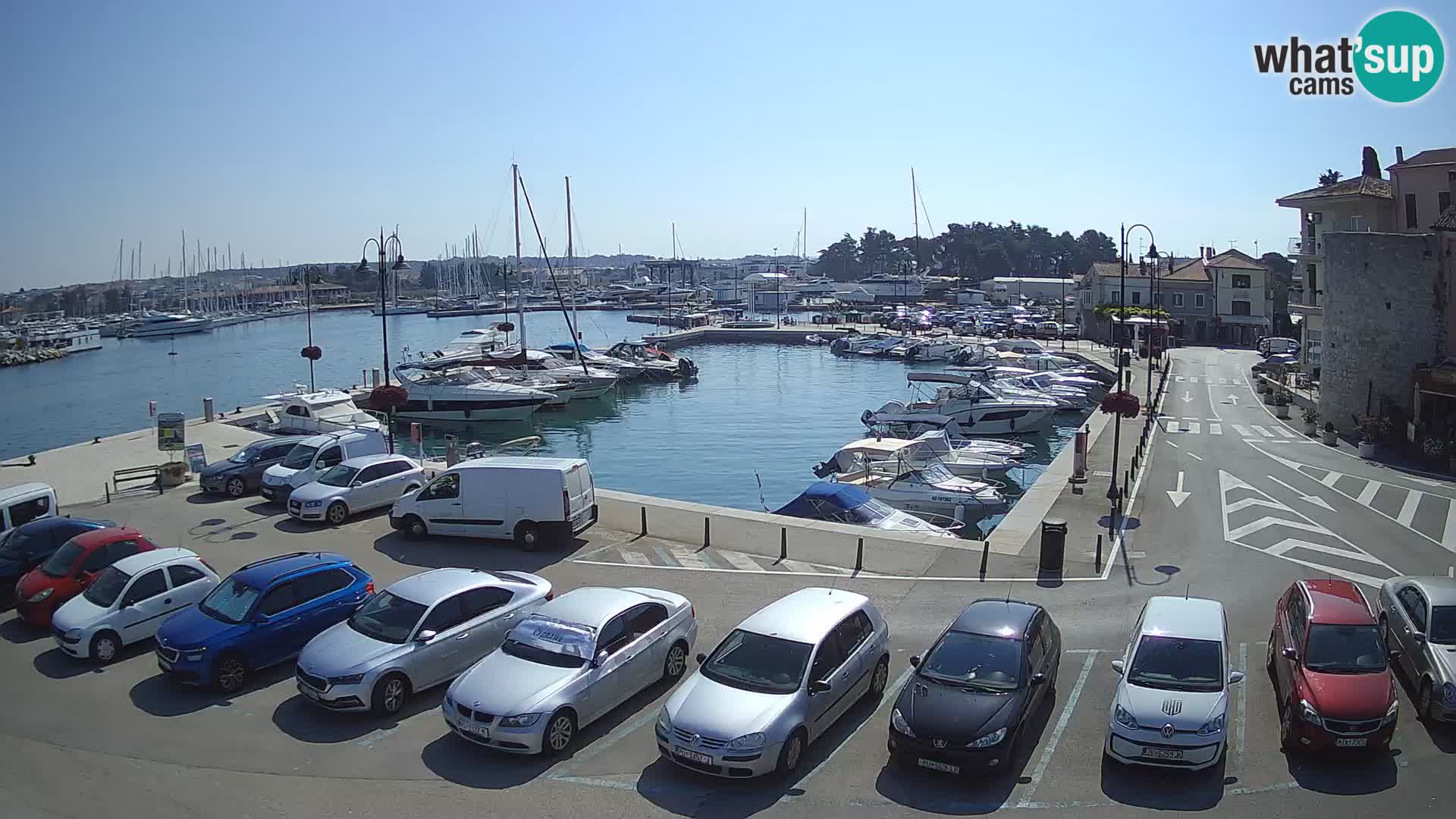 Novigrad | Porporela marina