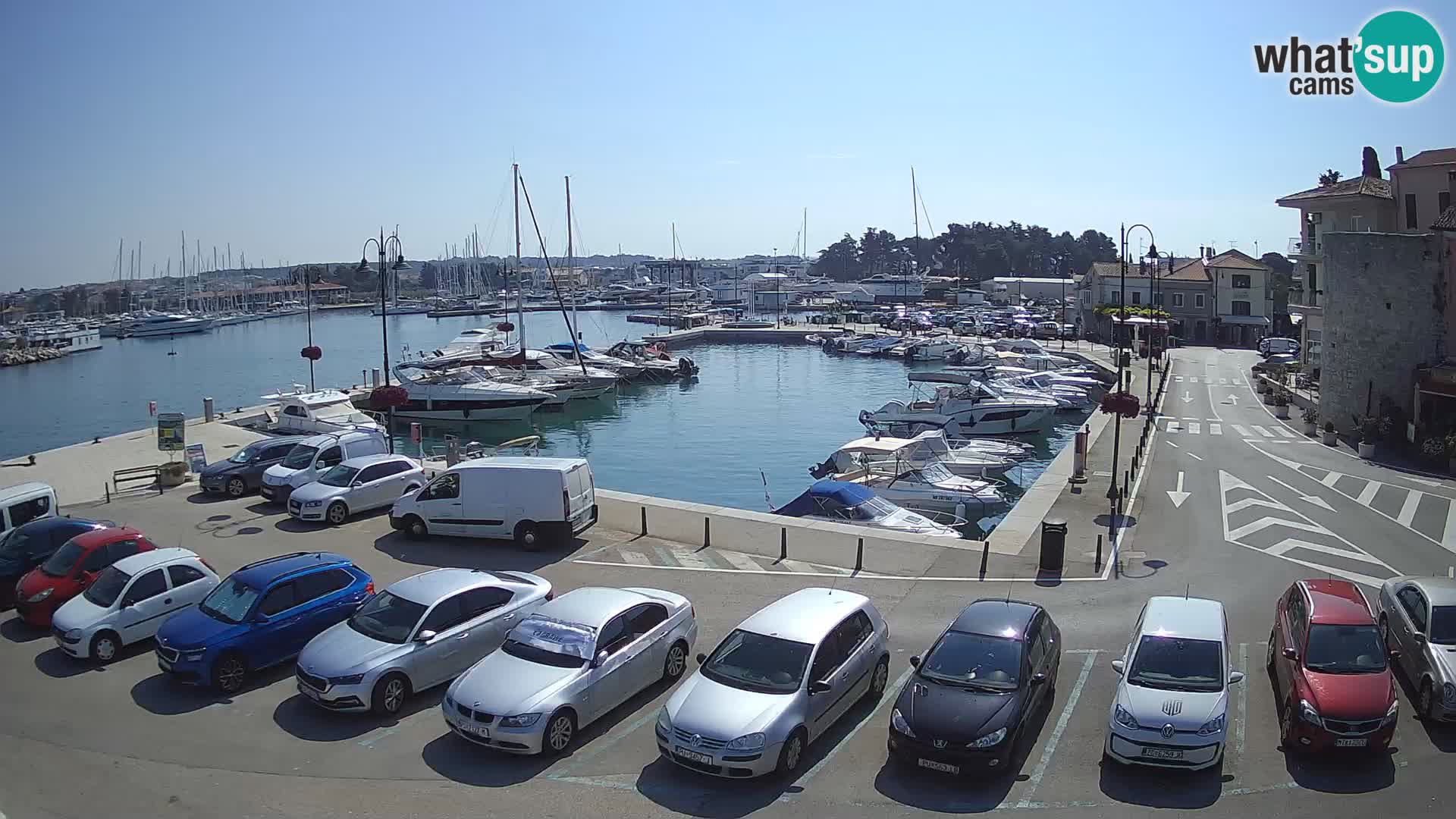 Novigrad | Porporela marina