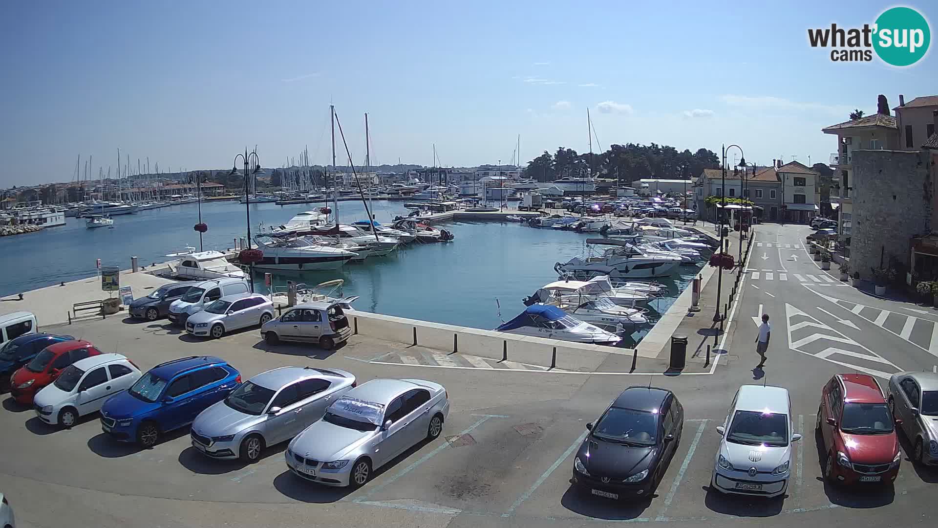 Novigrad | Porporela marina