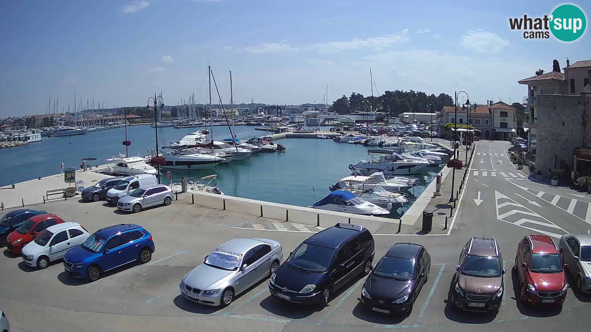 Novigrad | Porporela marina
