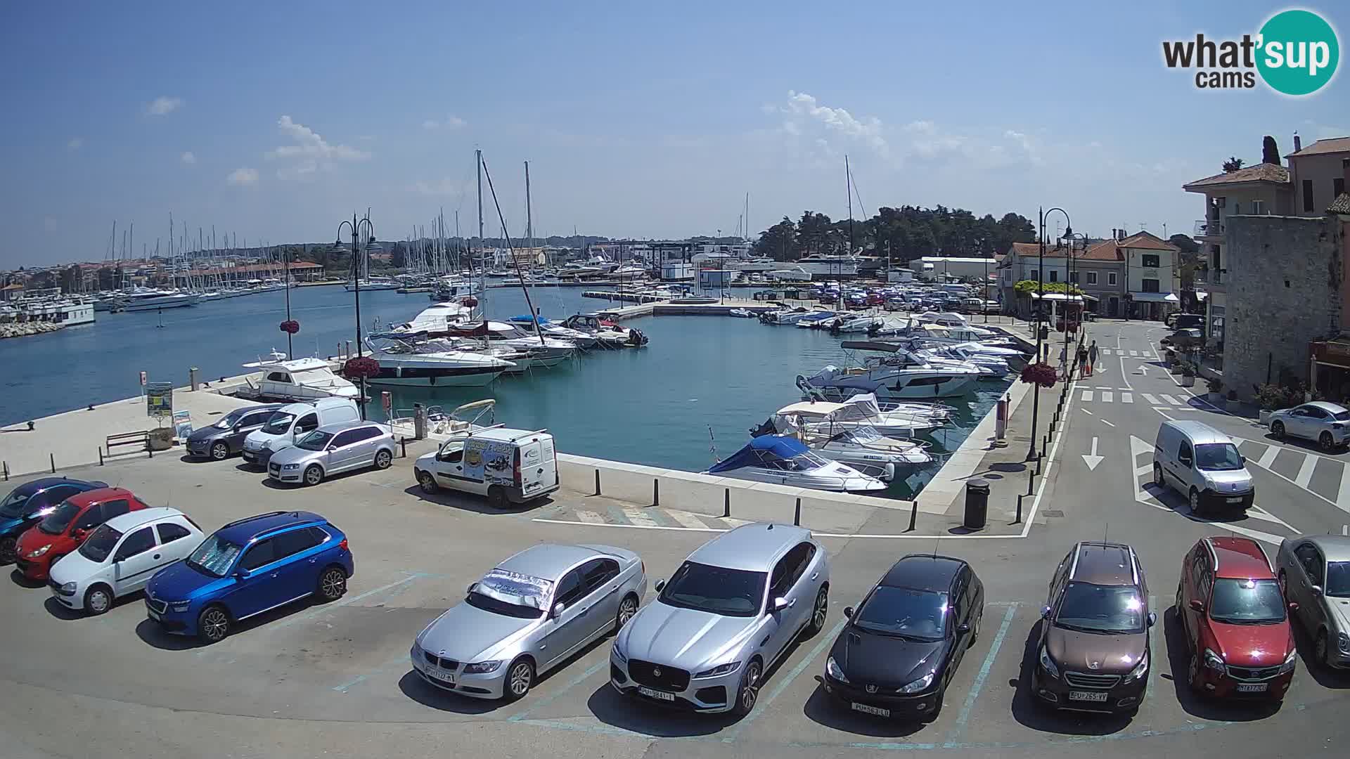 Novigrad | Porporela marina