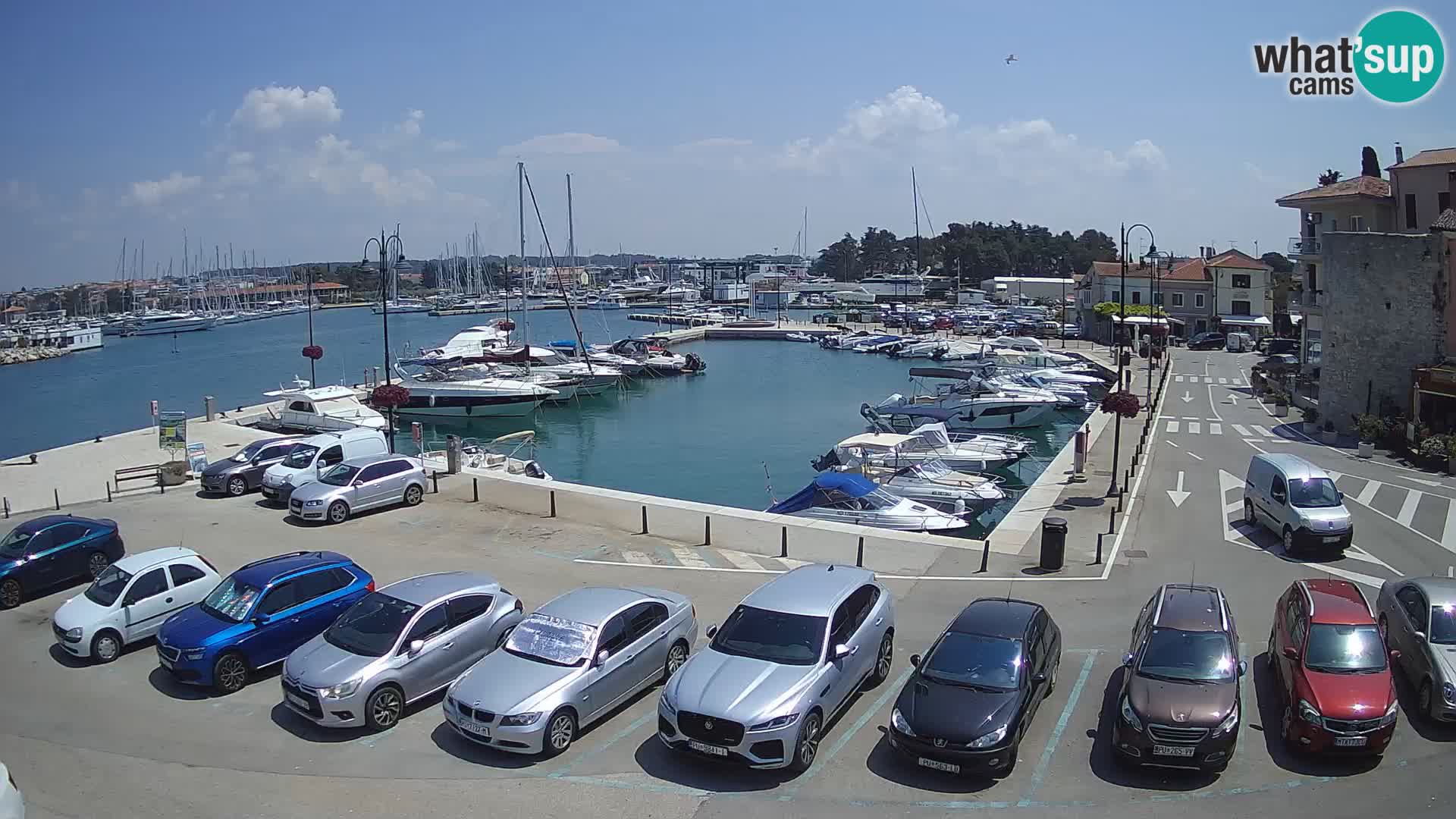 Novigrad | Porporela marina