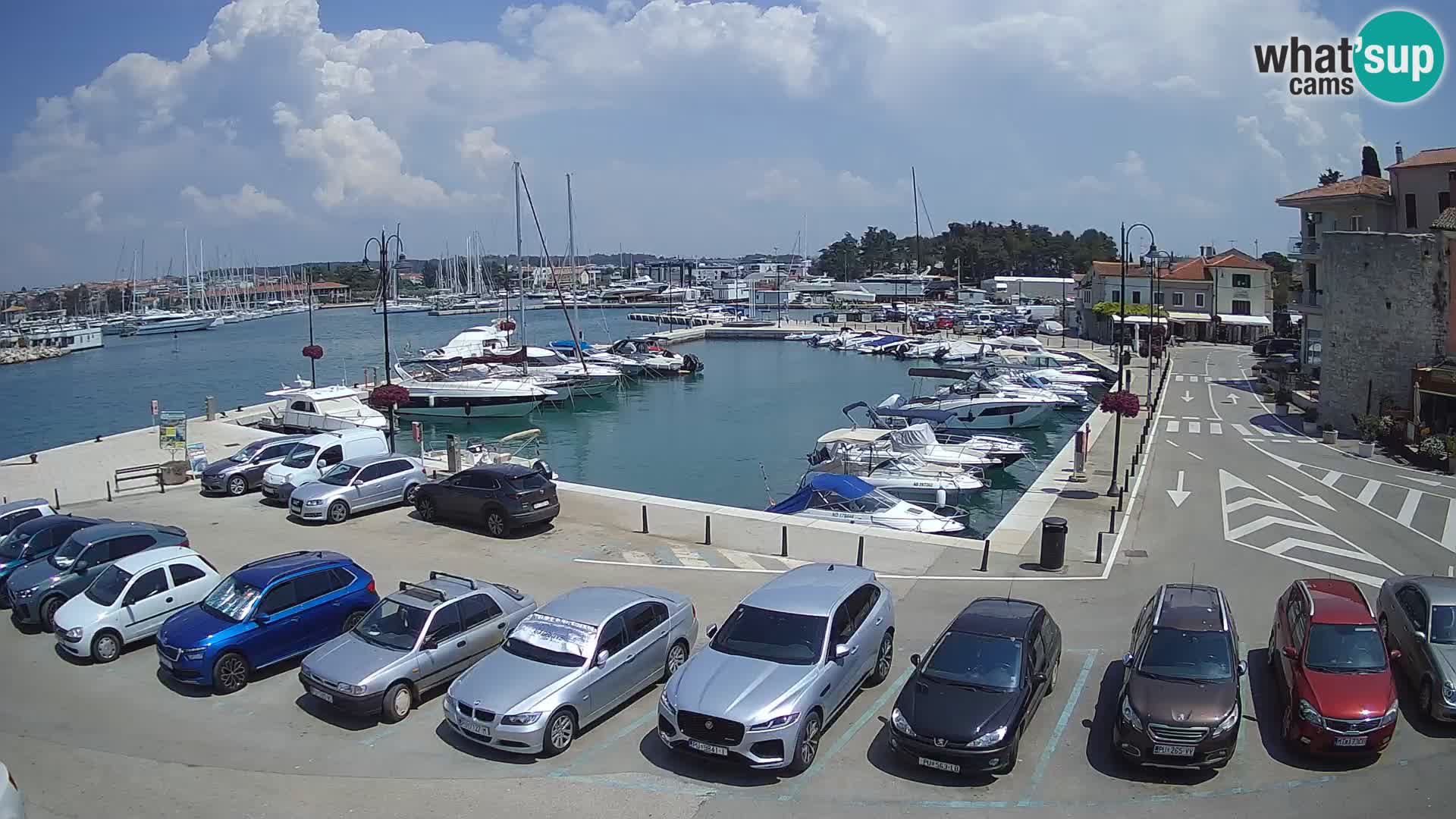 Novigrad | Porporela marina