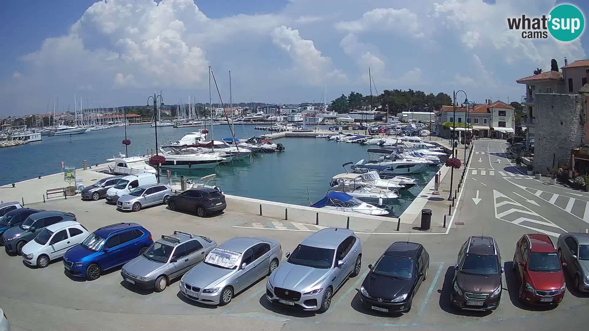 Novigrad | Porporela marina