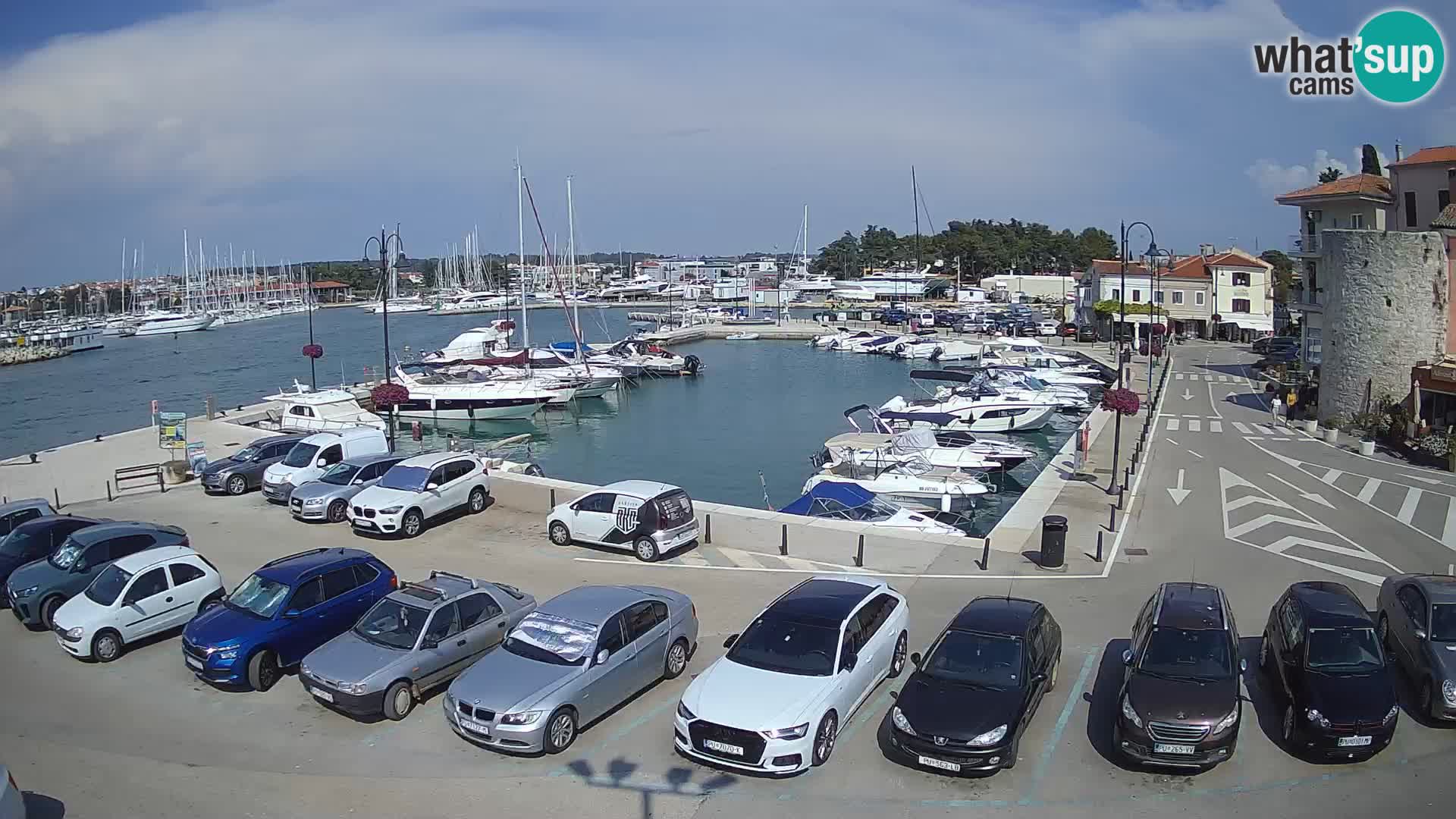 Novigrad | Porporela marina