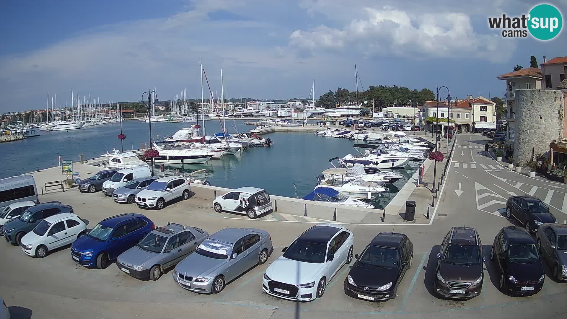 Novigrad | Porporela marina