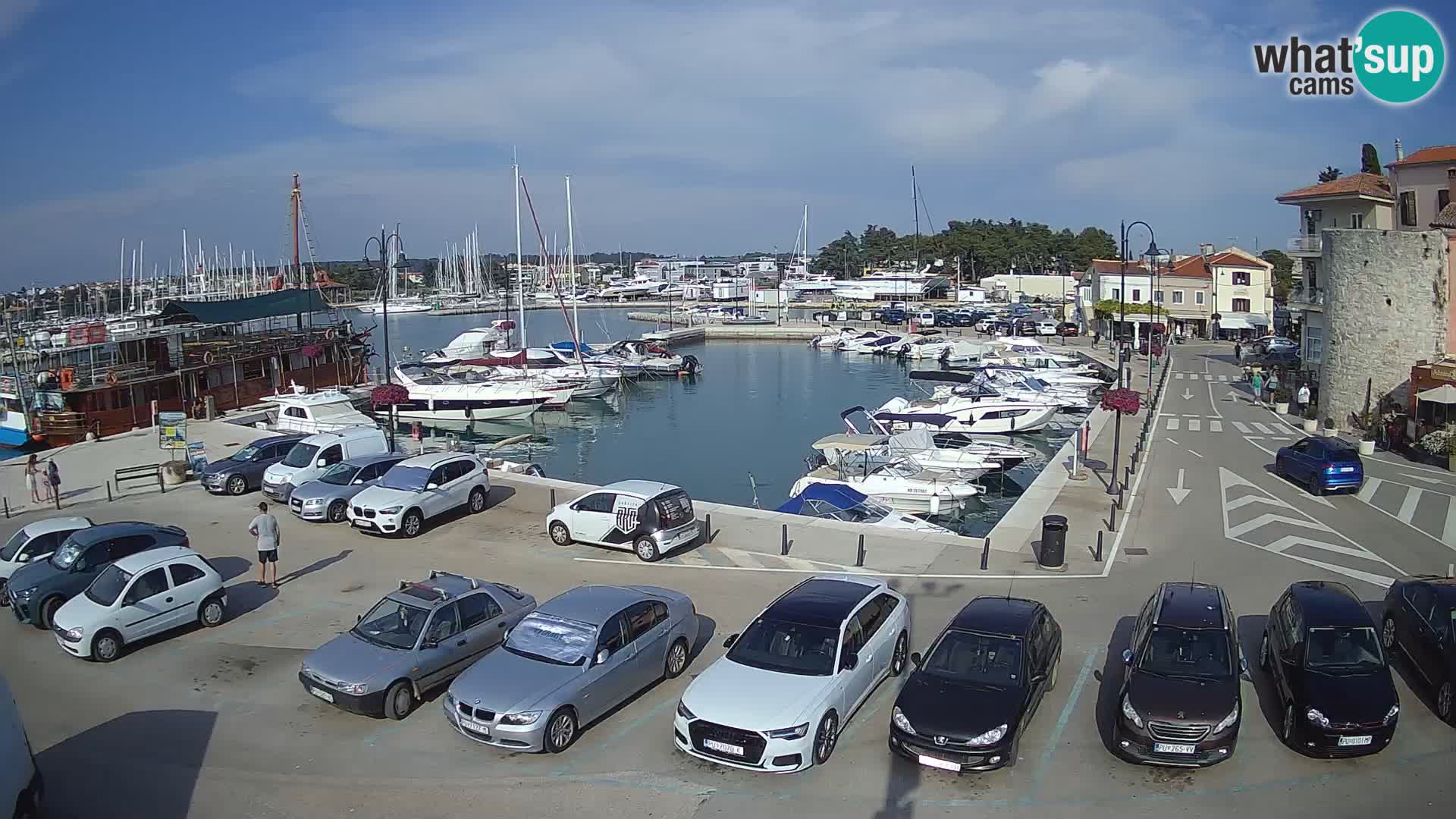 Novigrad | Porporela marina