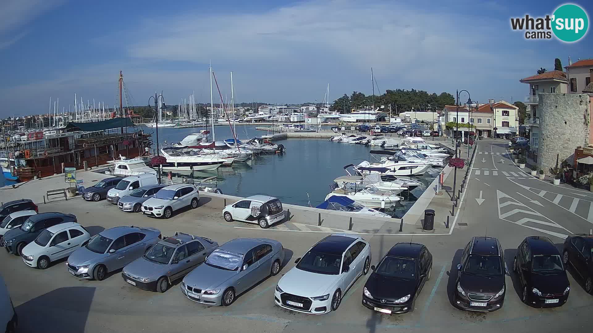 Novigrad | Porporela marina