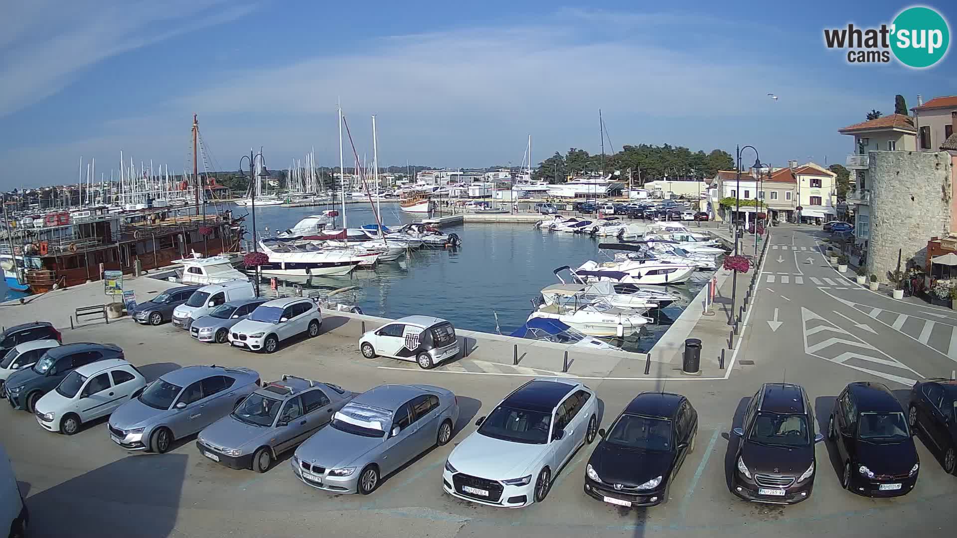 Novigrad | Porporela marina