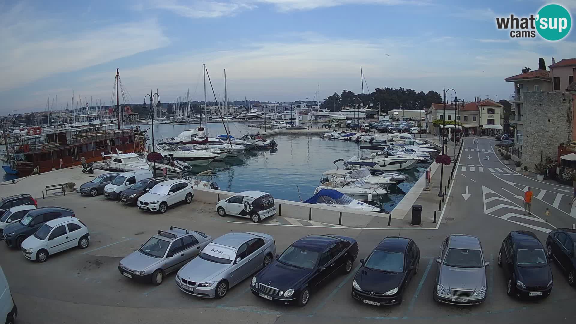 Novigrad | Porporela marina