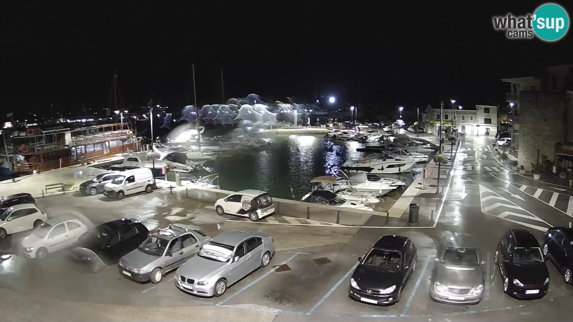 Novigrad | Porporela marina