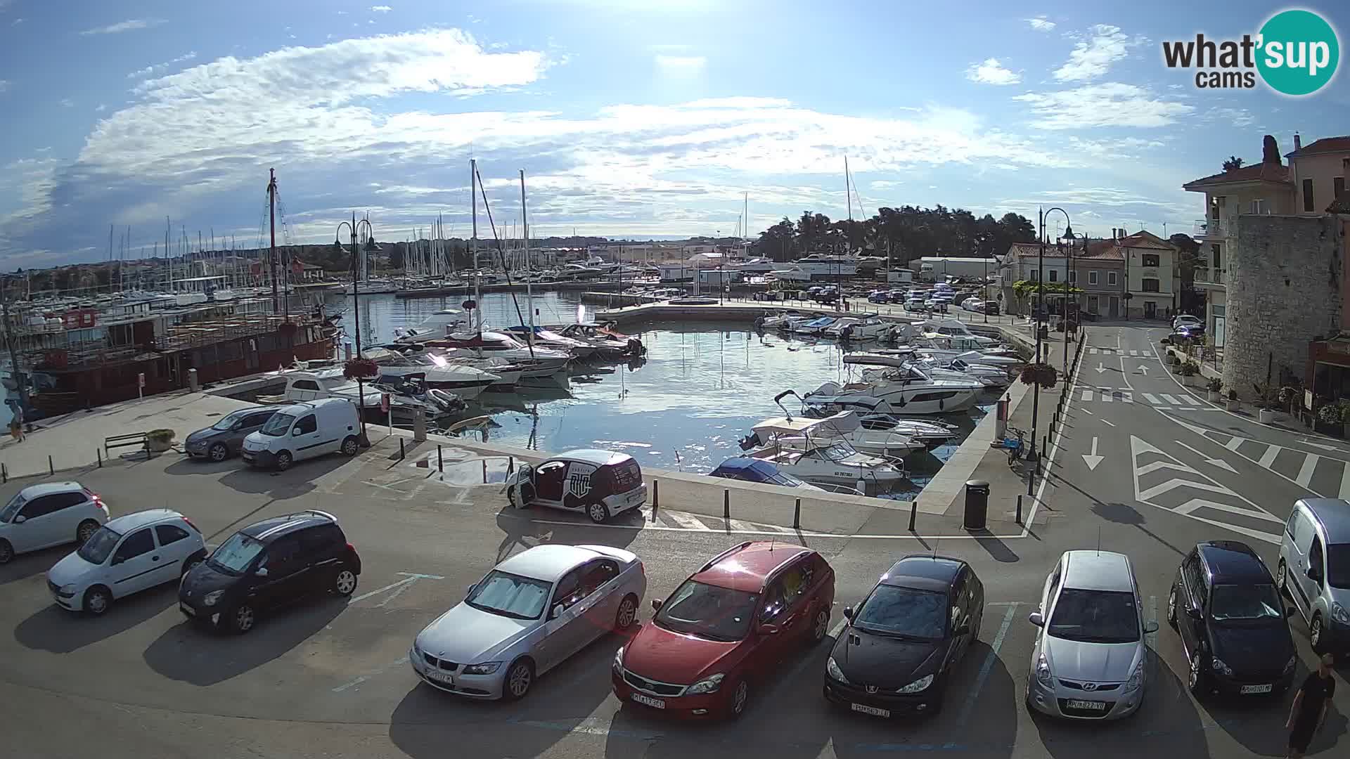 Novigrad | Porporela marina