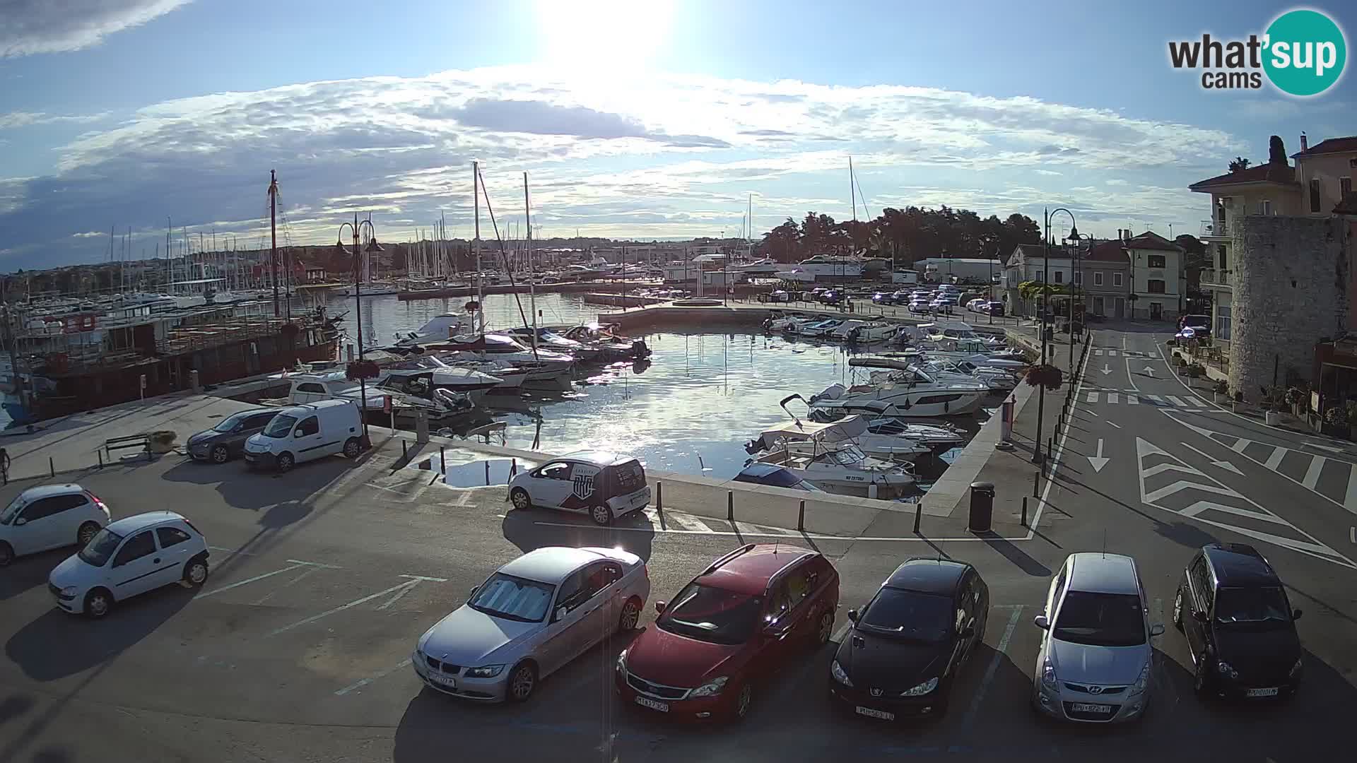 Novigrad | Porporela marina