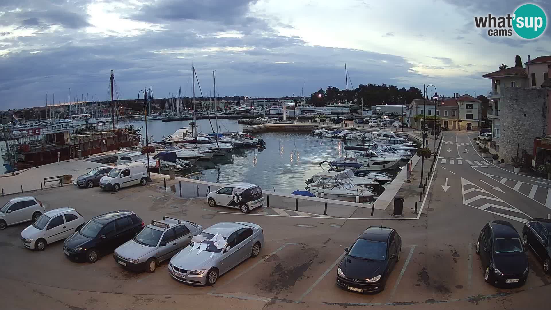Novigrad | Porporela marina