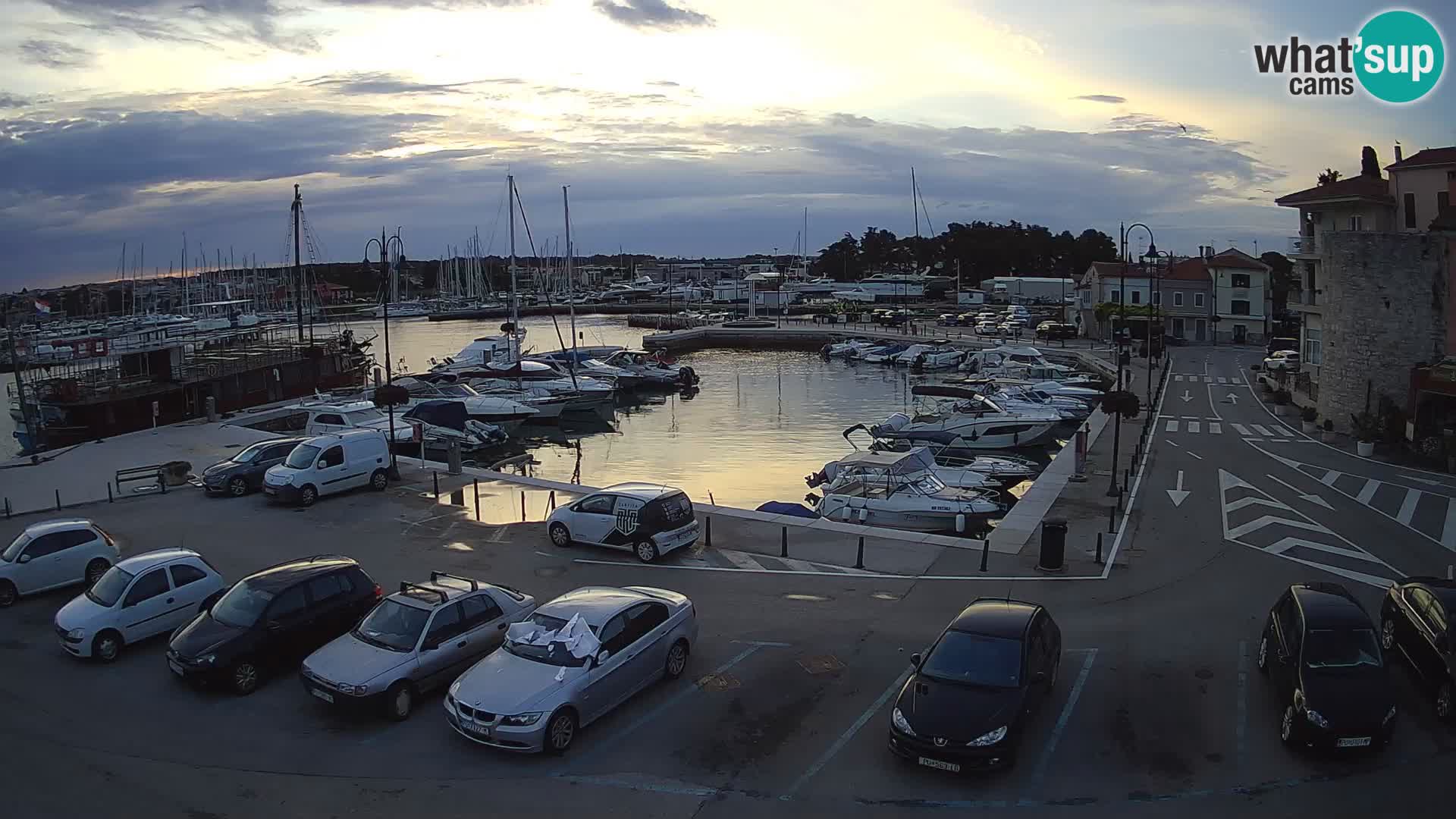 Novigrad | Porporela marina