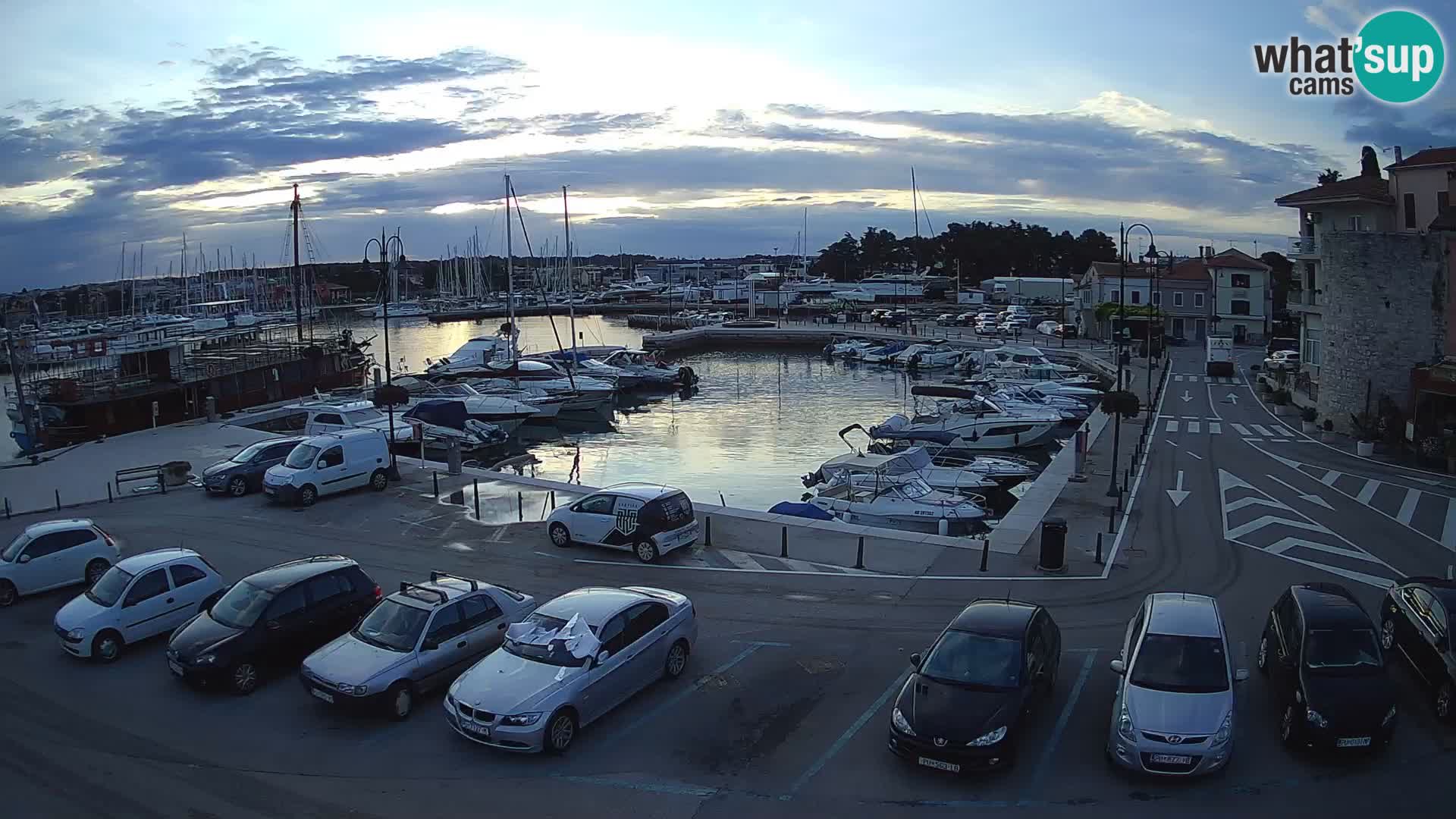 Novigrad | Porporela marina