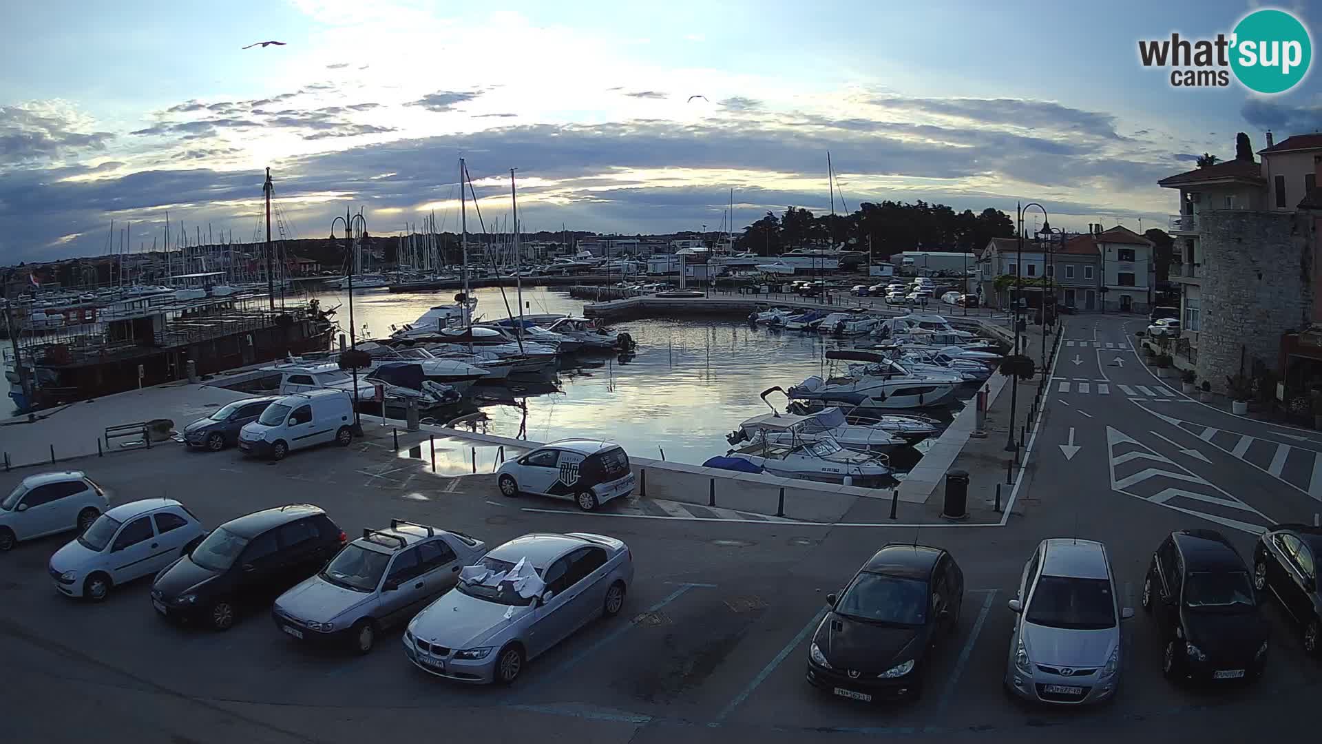 Novigrad | Porporela marina