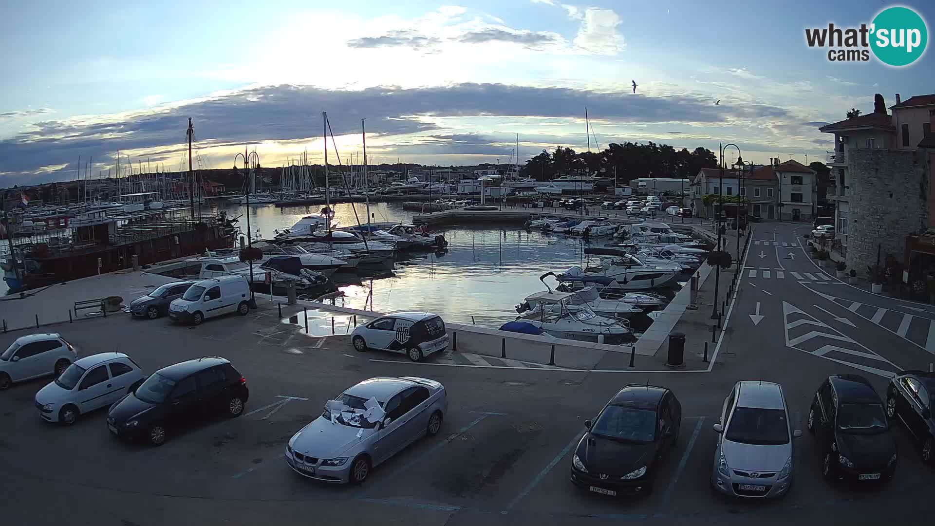 Novigrad | Porporela marina