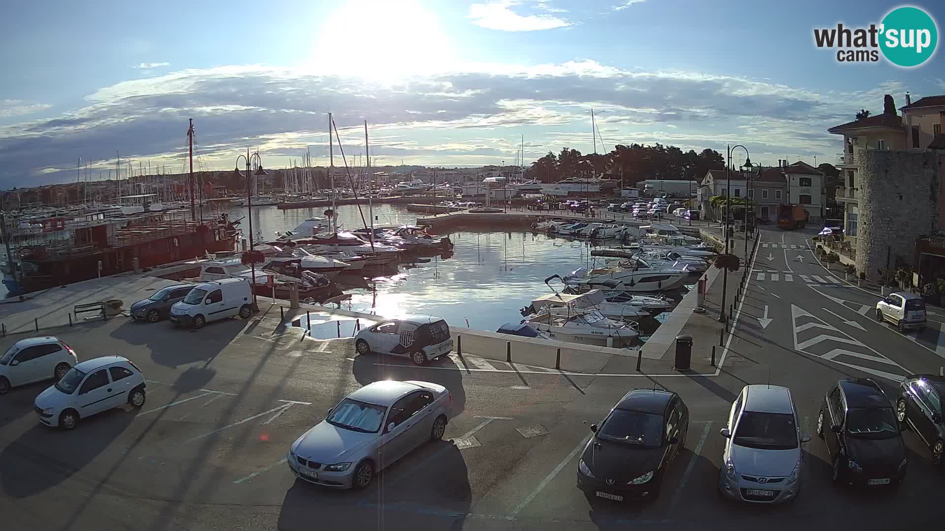 Novigrad | Porporela marina